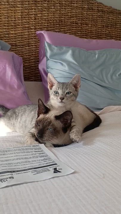 Enlarge Kashmir and Augusta, a ADOPTABLE Domestic Short Hair in Savannah, GA video 4/4