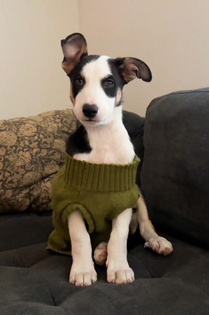 Snoopy, Adoptable, Puppy Male Mixed Breed & Mixed Breed.