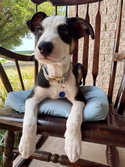 Enlarge Snoopy, a Adoptable mixed breed in Oklahoma City, OK image 2/3