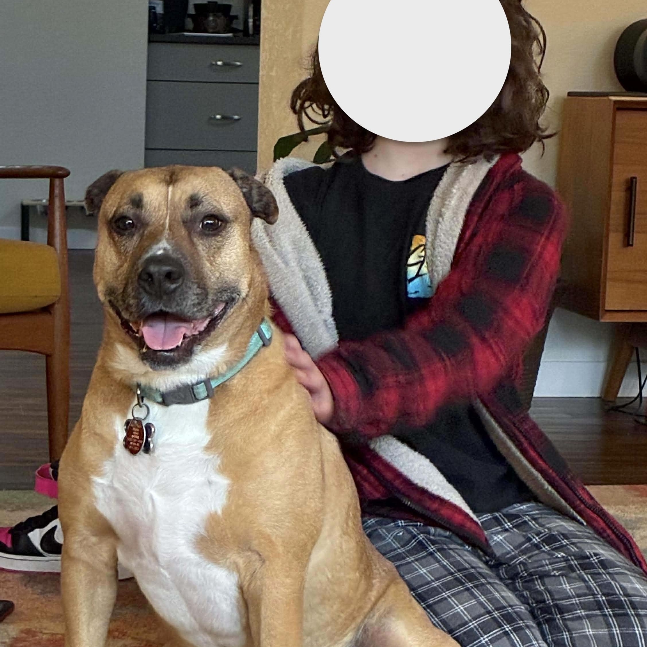 Enlarge Bentley, a Adoptable mixed breed in Portland, OR image 2/6