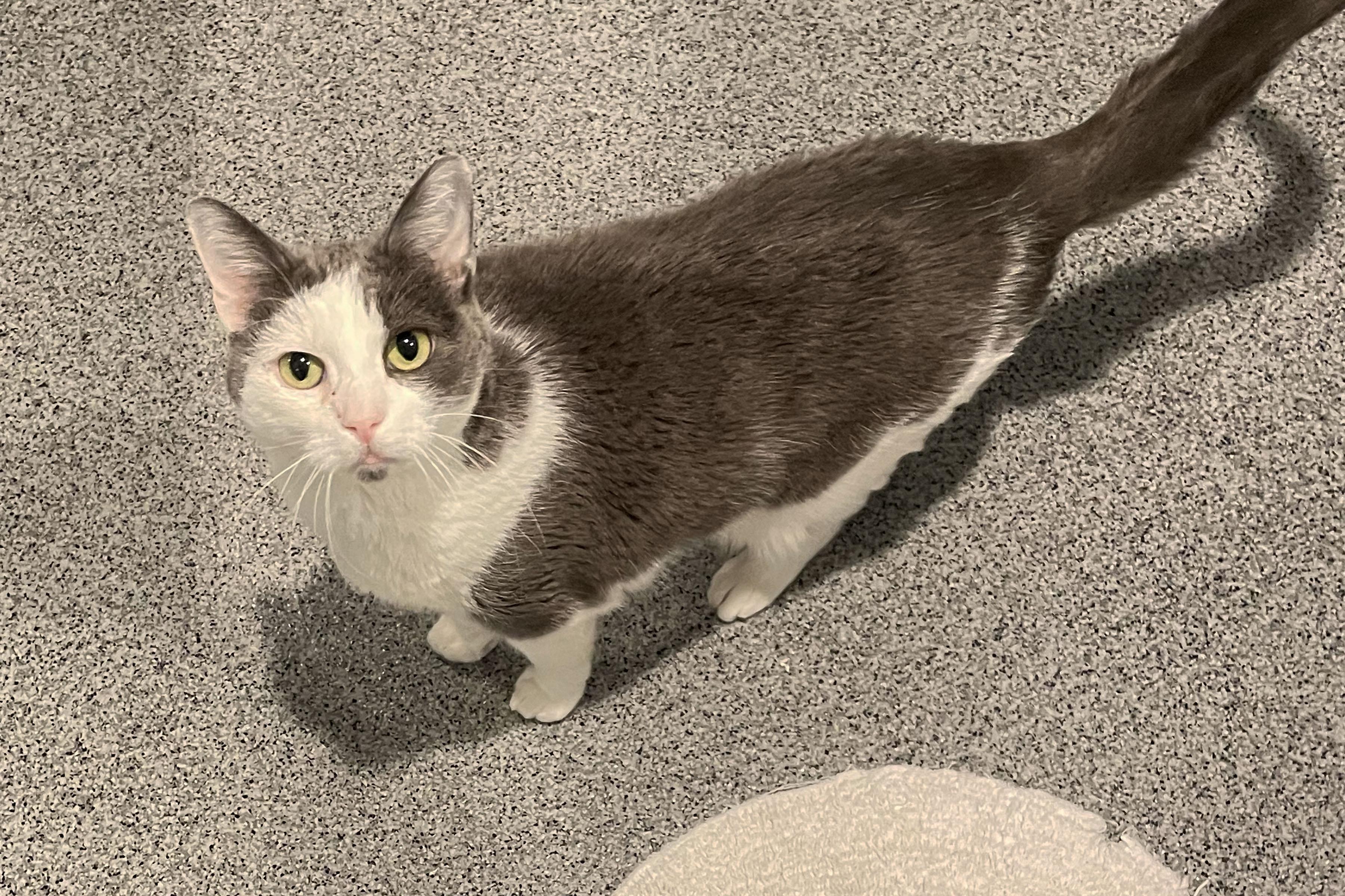 Enlarge Bella, a Adoptable Domestic Short Hair in Lincoln, NE image 1/1