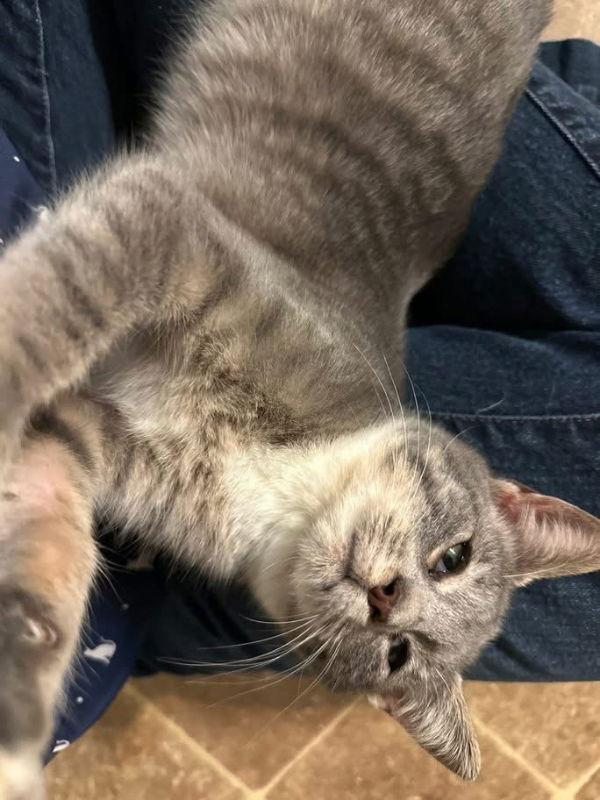 McAllister, a Adoptable mixed breed in Ball Ground, GA image 1/3