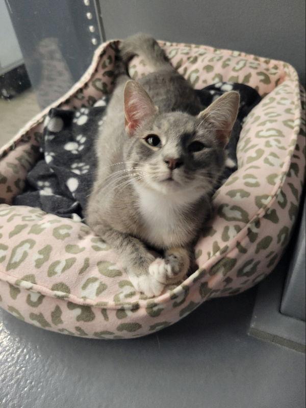 McAllister, a Adoptable mixed breed in Ball Ground, GA image 2/3