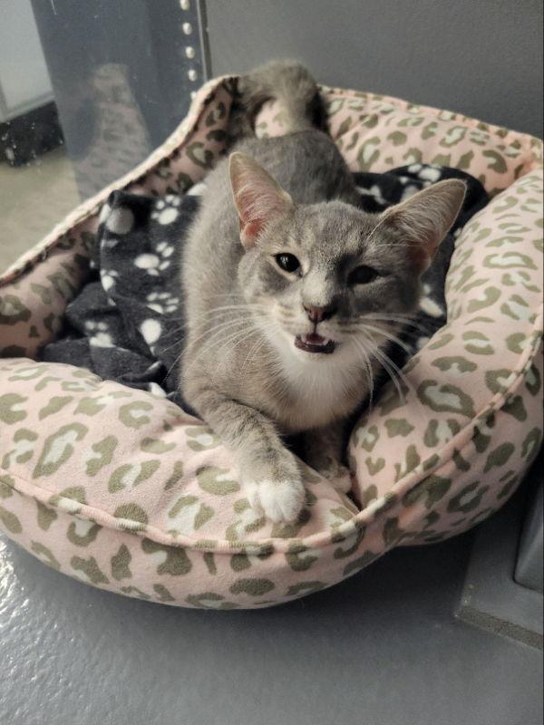 McAllister, a Adoptable mixed breed in Ball Ground, GA image 3/3