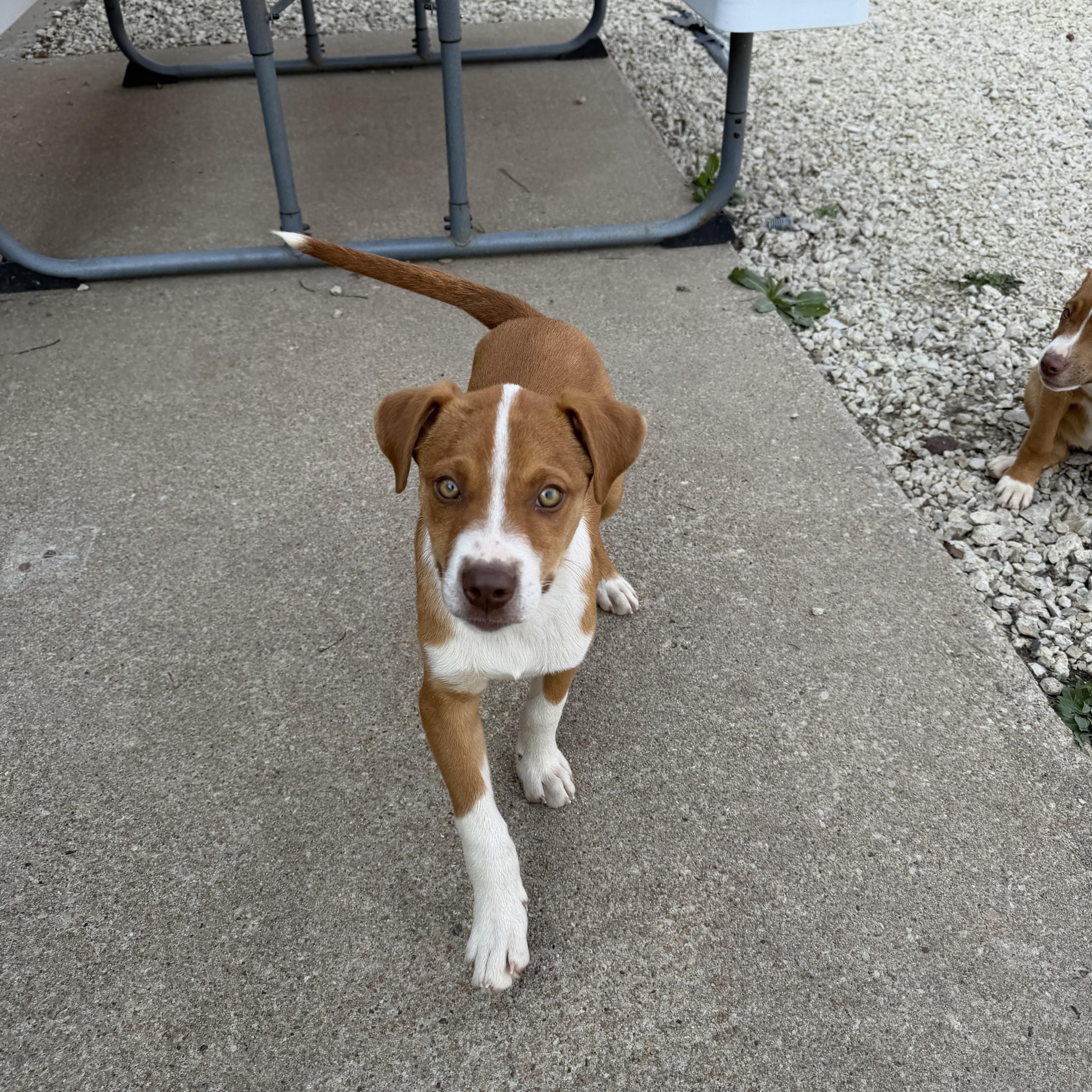 Enlarge Sam, a Adoptable Mixed Breed in Manhattan, KS image 6/6