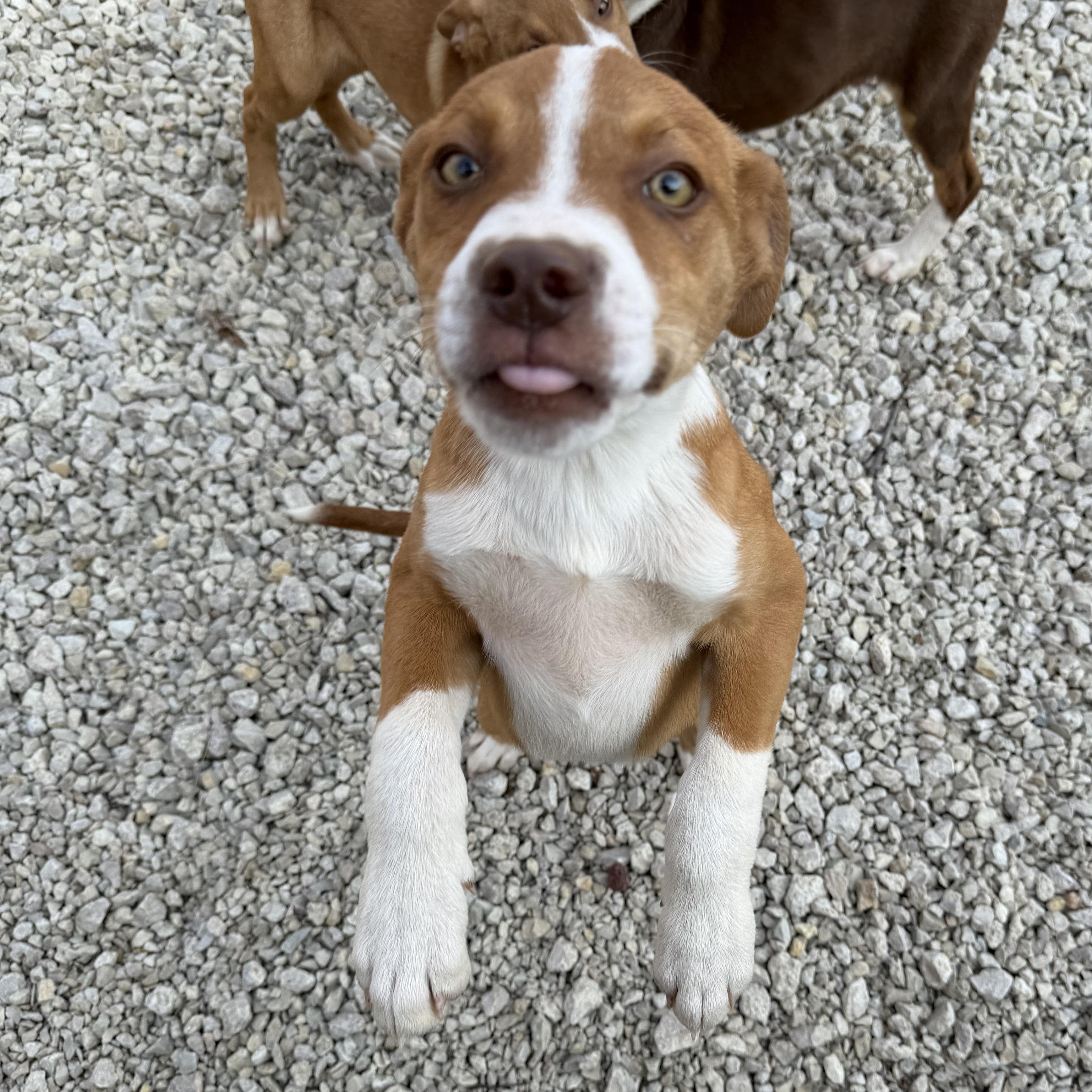 Enlarge Sam, a Adoptable Mixed Breed in Manhattan, KS image 4/6