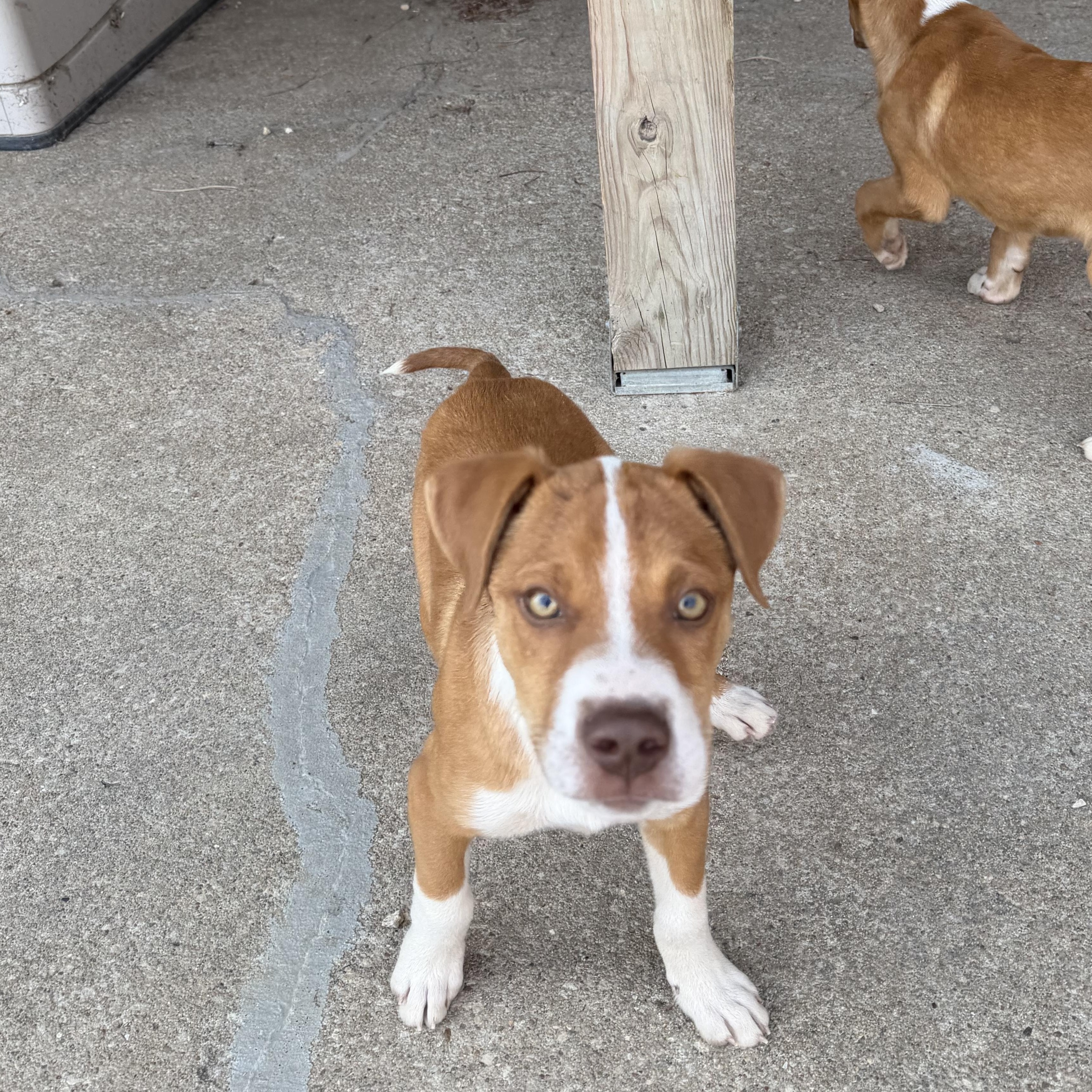 Enlarge Sam, a Adoptable Mixed Breed in Manhattan, KS image 2/6