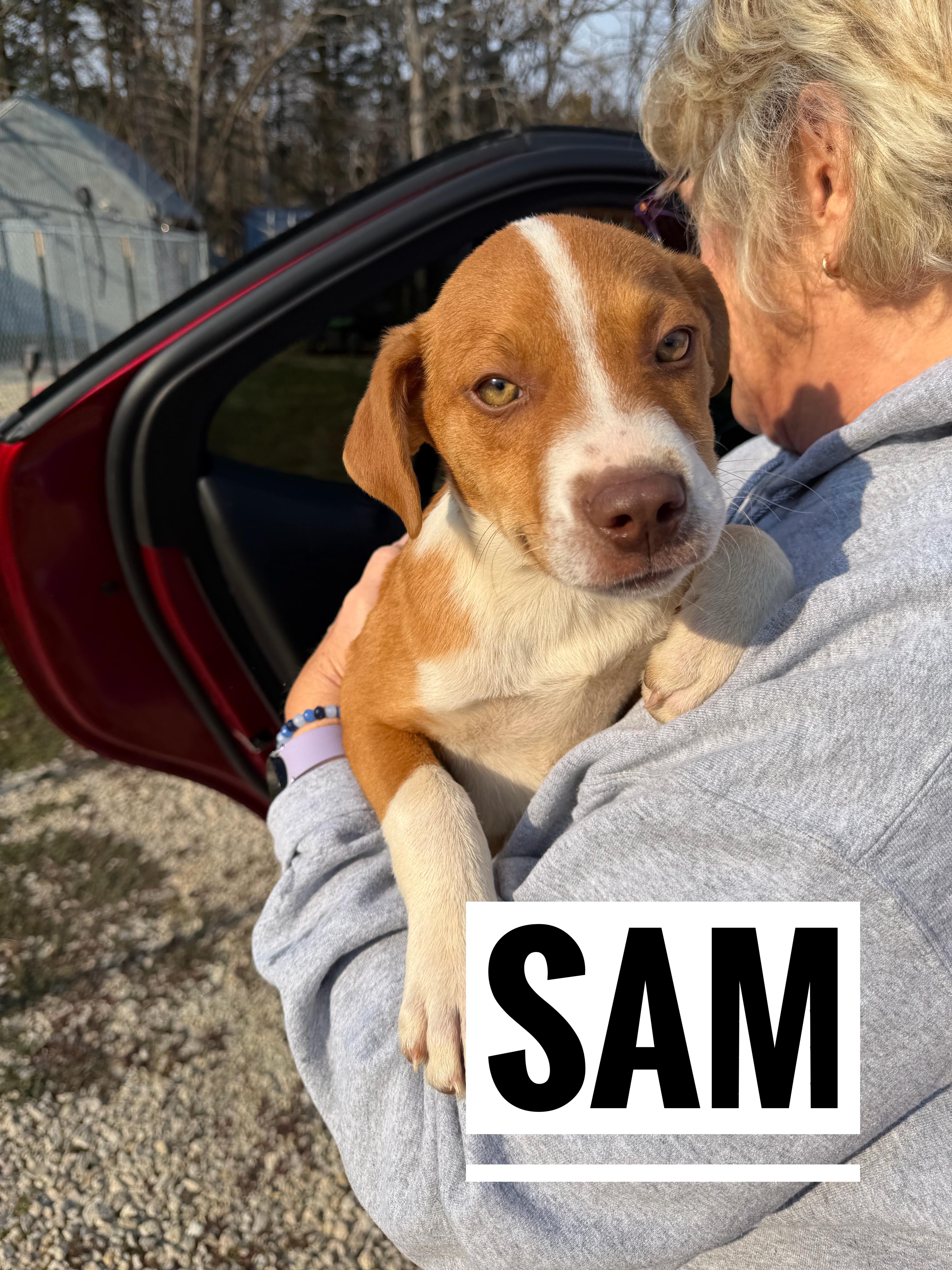 Enlarge Sam, a Adoptable Mixed Breed in Manhattan, KS image 5/6