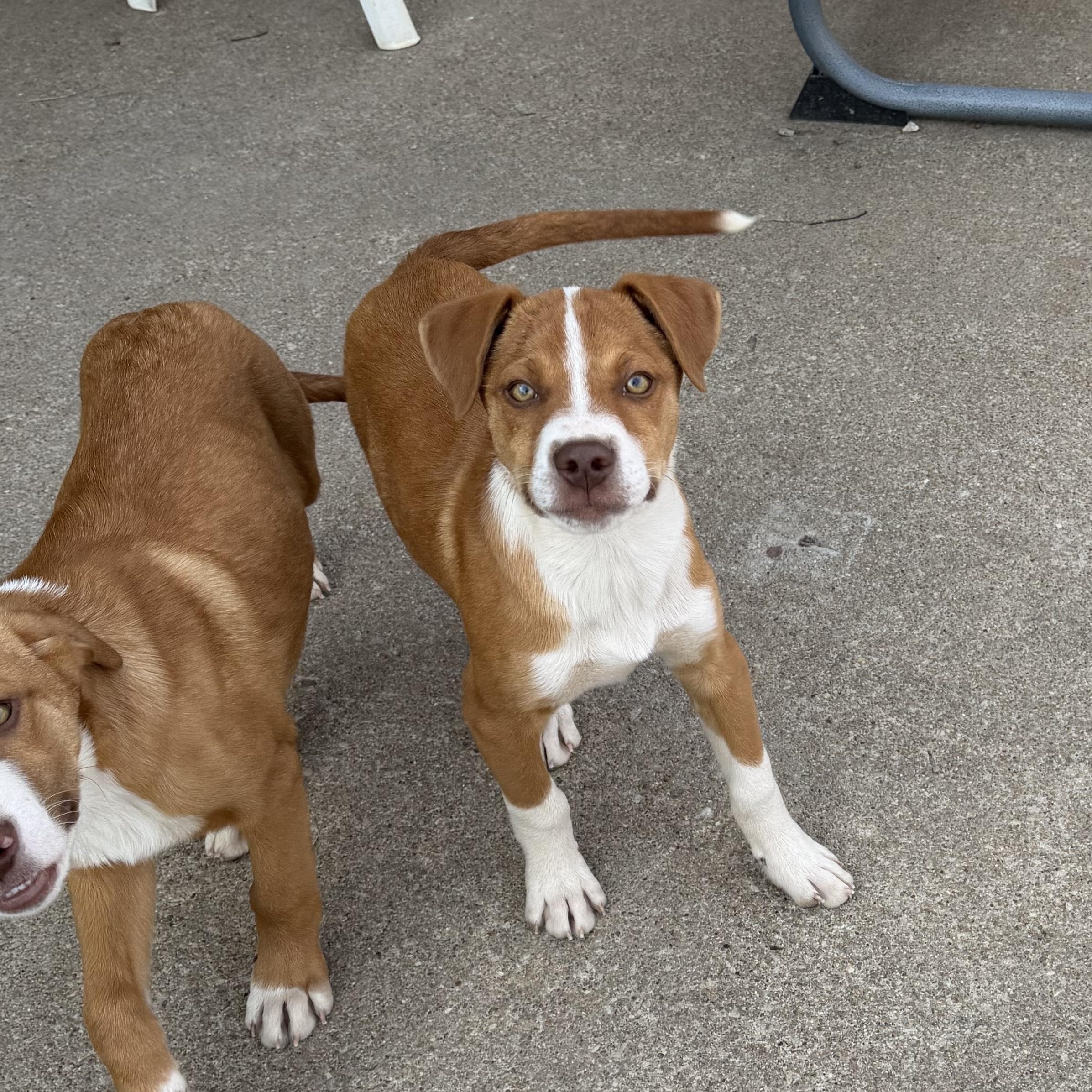 Sam, Adoptable, Puppy Male Mixed Breed.