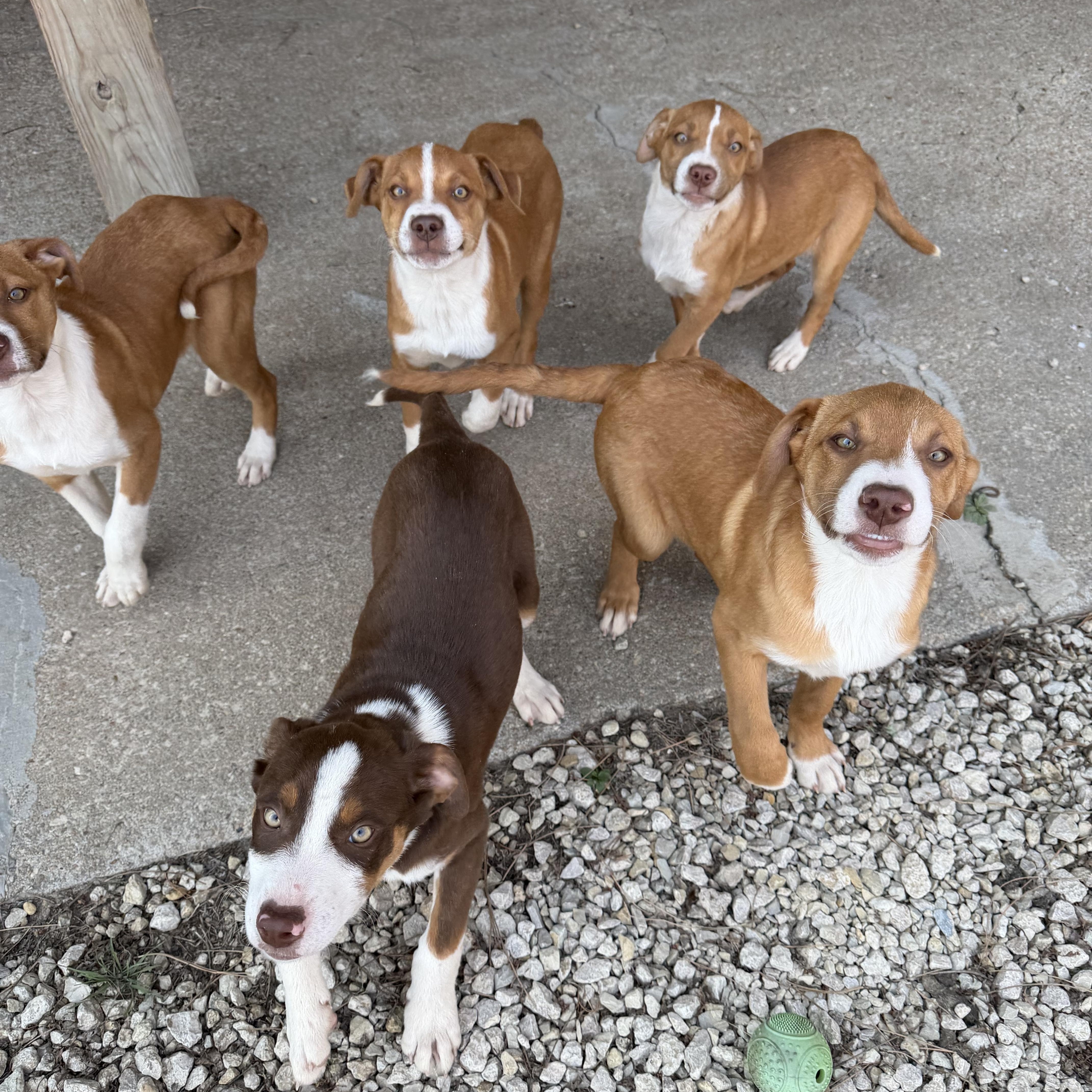 Enlarge Sam, a Adoptable Mixed Breed in Manhattan, KS image 3/6