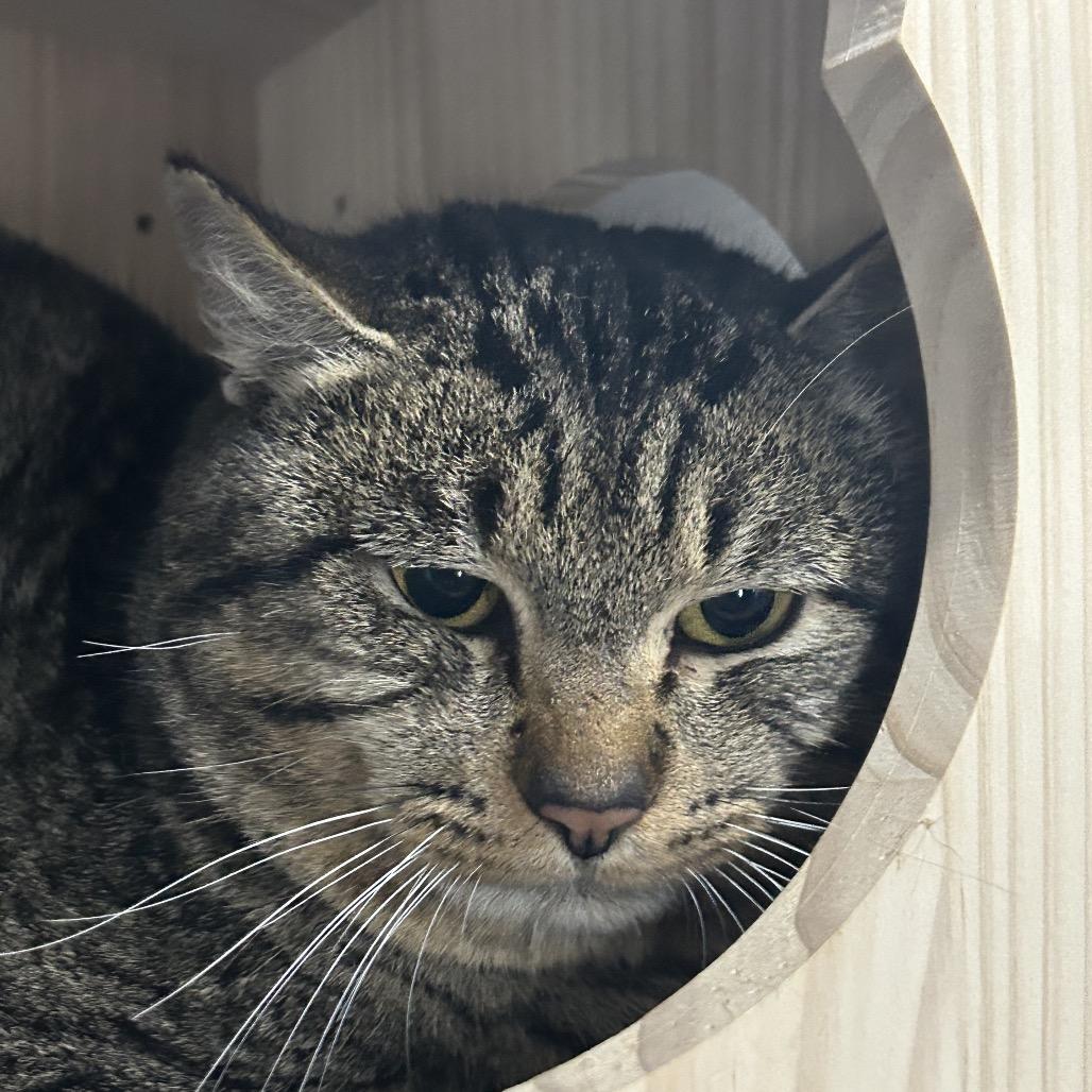 Enlarge Sarper, a Adoptable Domestic Short Hair in Veneta, OR image 1/1