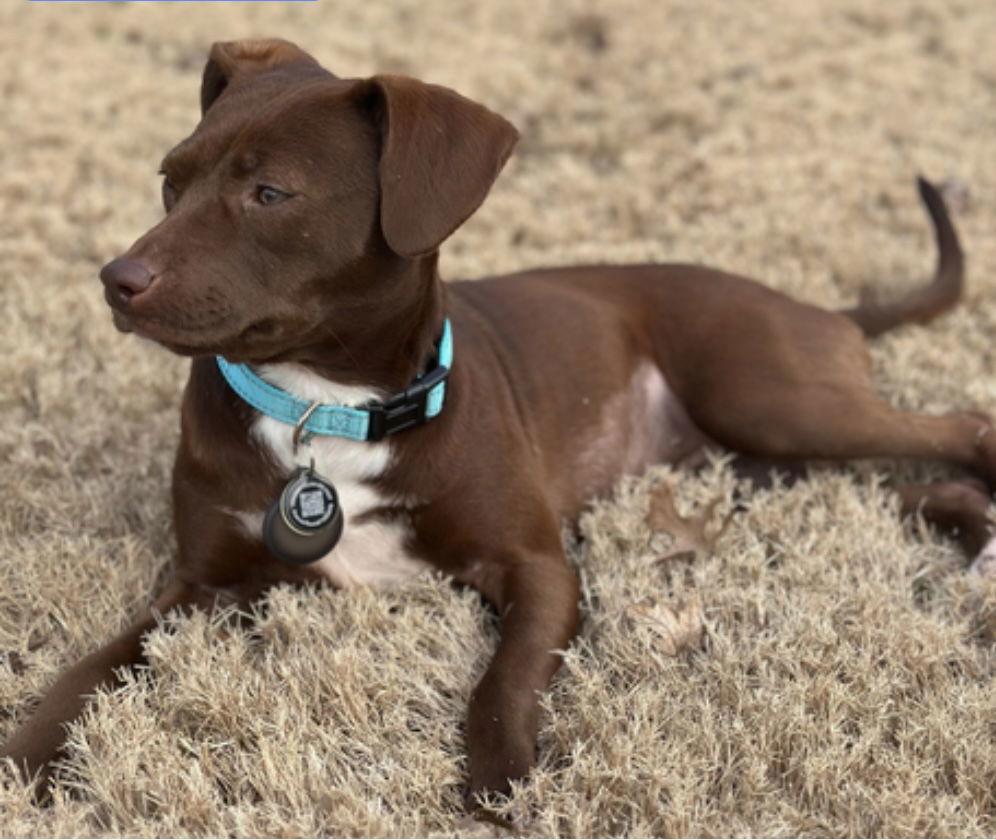 Abby C., Adoptable, Young Female Chihuahua & Terrier.