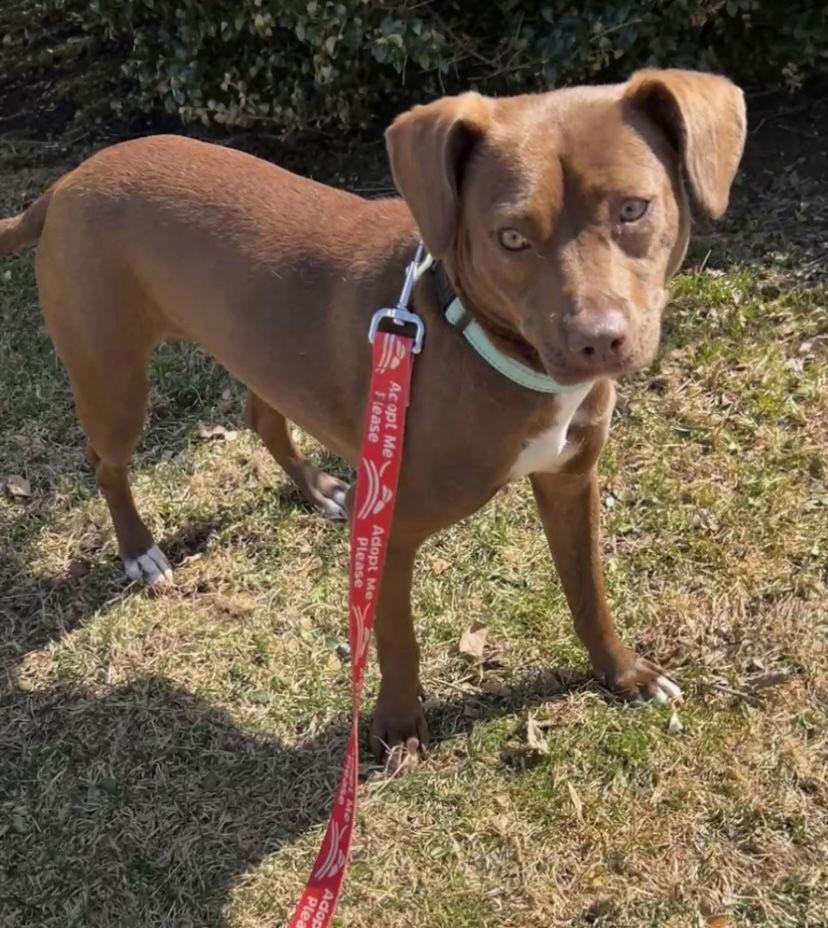 Abby C., a Adoptable mixed breed in Westwood, NJ image 3/3