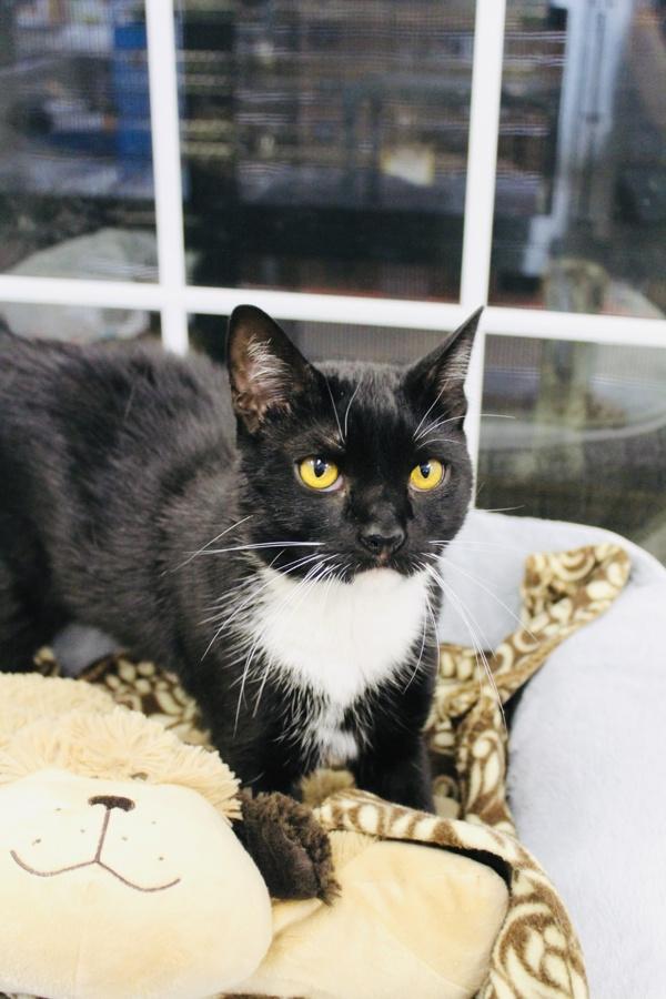 Enlarge Tailor, a Adoptable mixed breed in Indiana, PA image 1/2