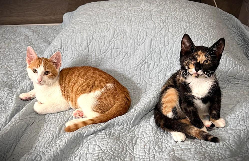 Daphne & Swiper, Adoptable, Kitten Female Domestic Short Hair.