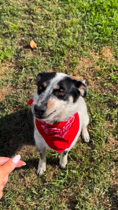 Enlarge Ranger, an adopted mixed breed in Torrance, CA video 6/6