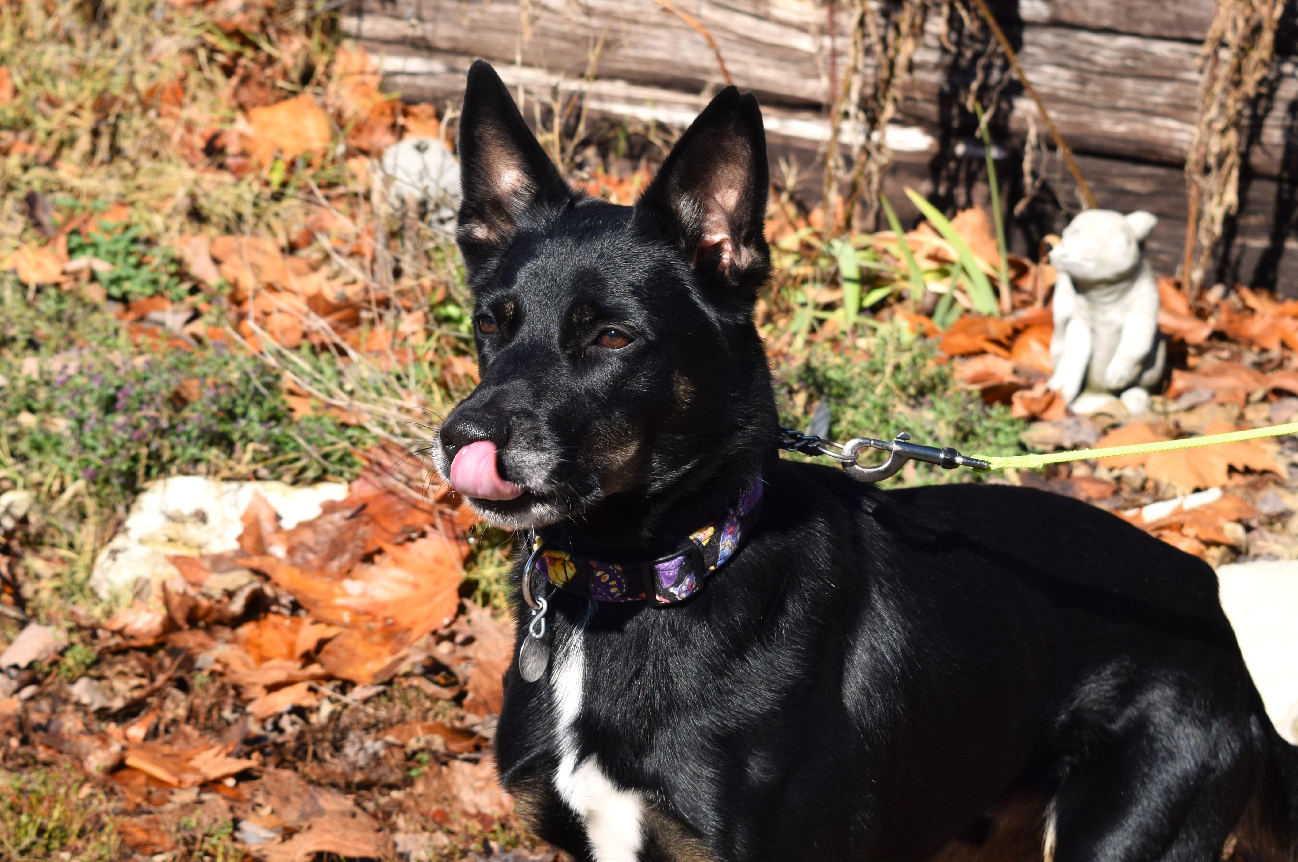 Cheech, Adopted, Adult Male Shepherd & Husky.