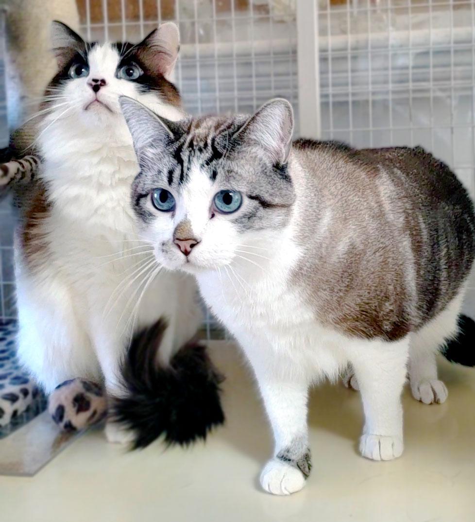 Enlarge Dublin (Berkeley), a Adoptable mixed breed in Davis, CA image 2/2