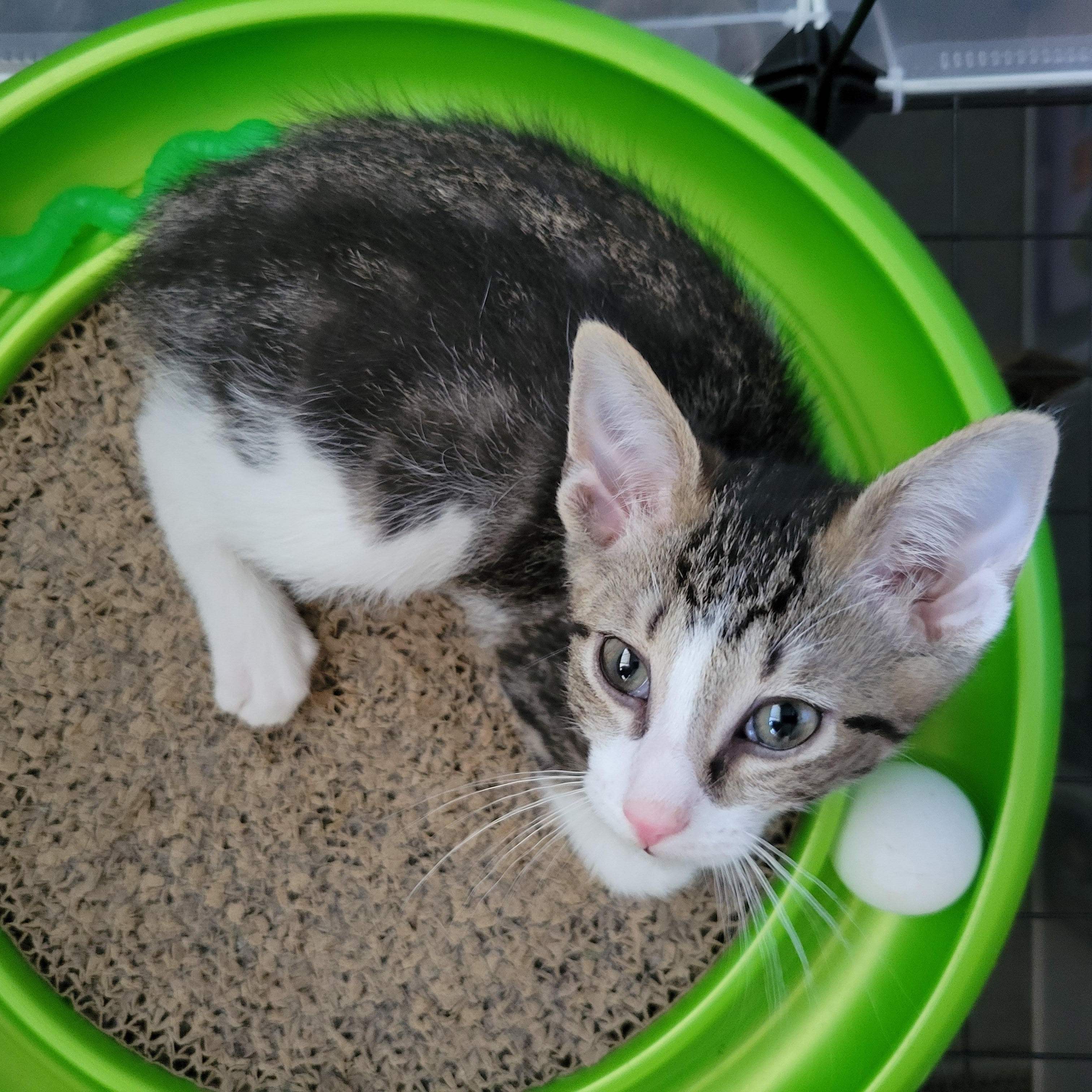 Pom Poko, a Adoptable Domestic Short Hair in Walbridge, OH image 3/5