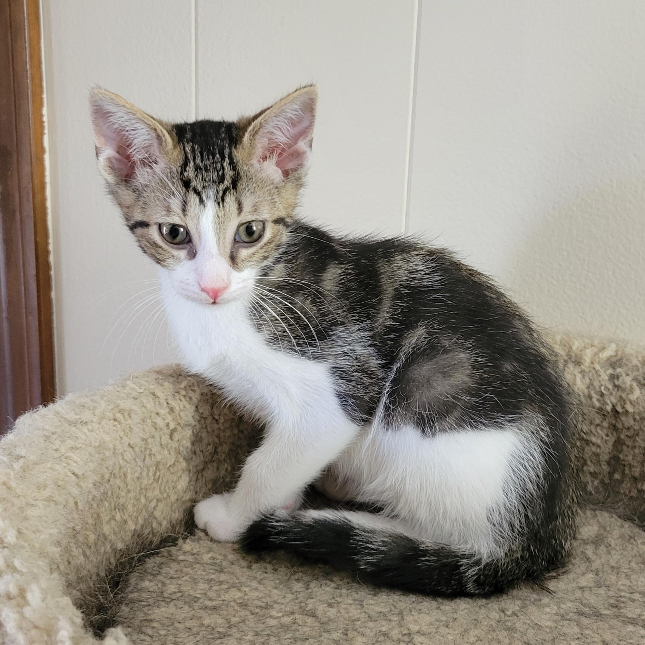 Pom Poko, a Adoptable Domestic Short Hair in Walbridge, OH image 1/5