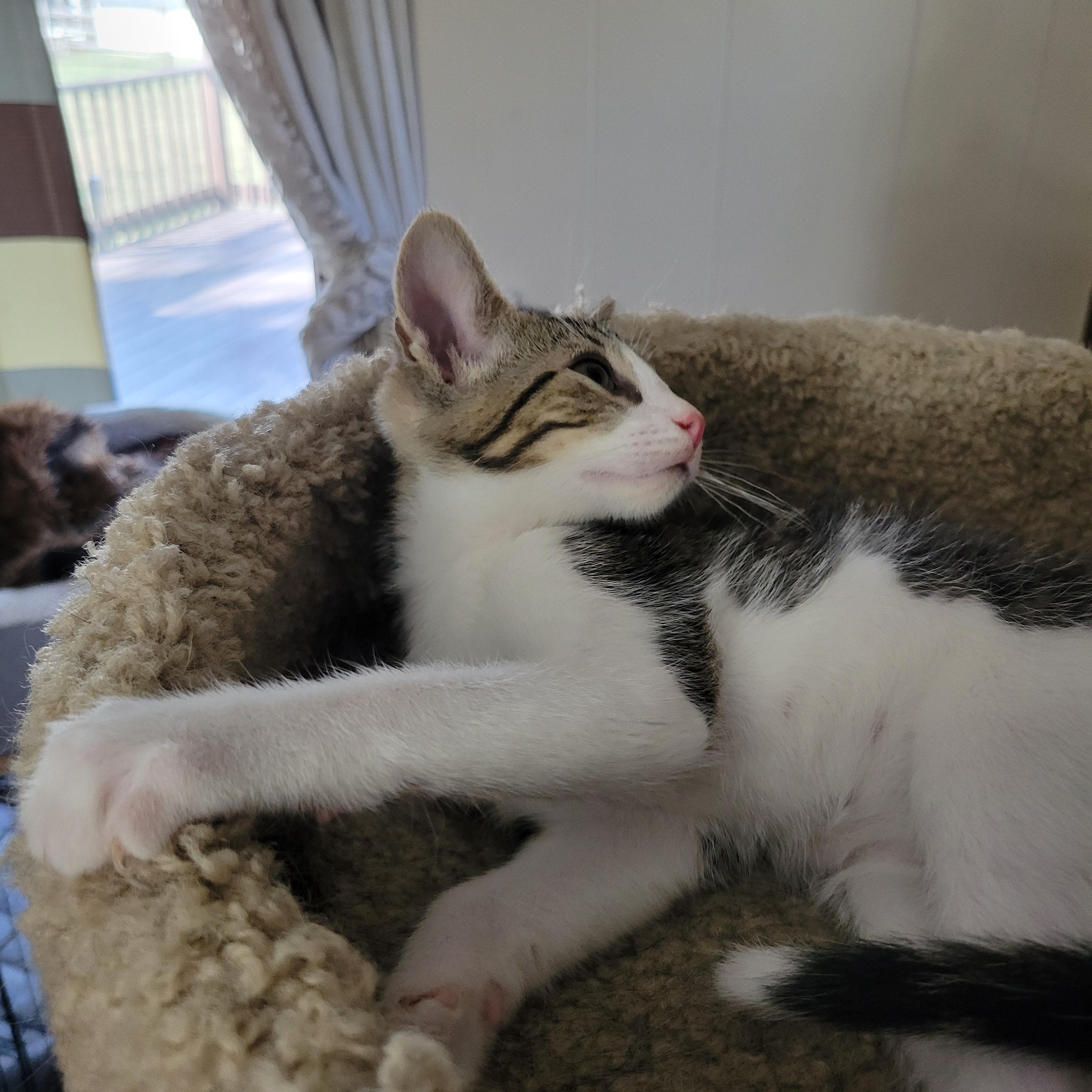 Pom Poko, a Adoptable Domestic Short Hair in Walbridge, OH image 4/5