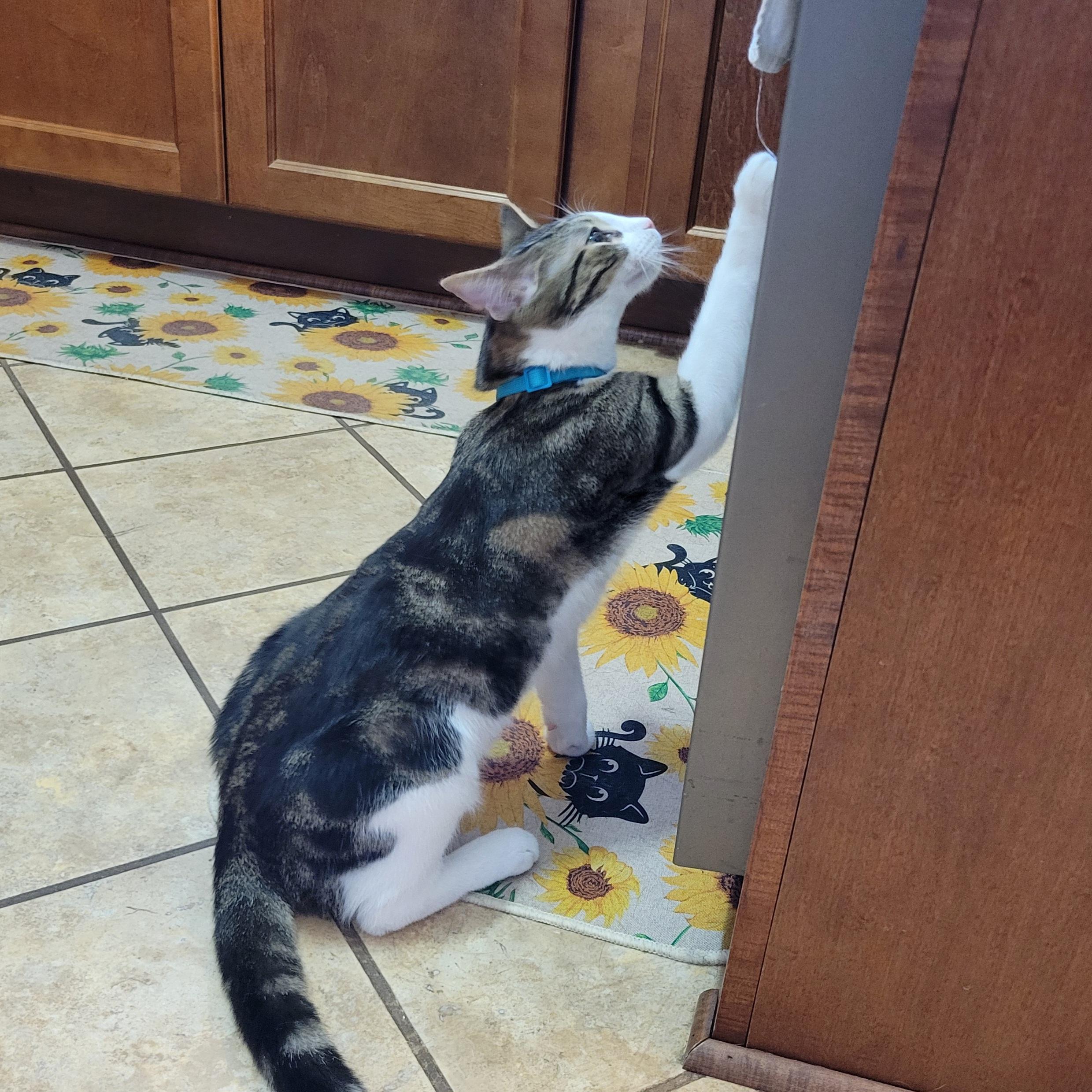 Enlarge Pom Poko, a Adoptable Domestic Short Hair in Walbridge, OH image 2/6