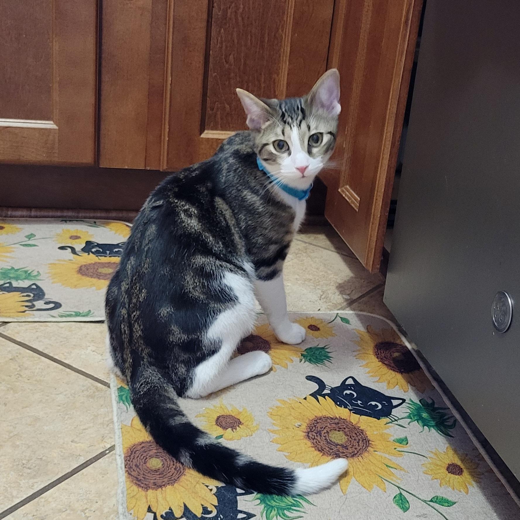 Pom Poko, Adoptable, Kitten Male Domestic Short Hair.