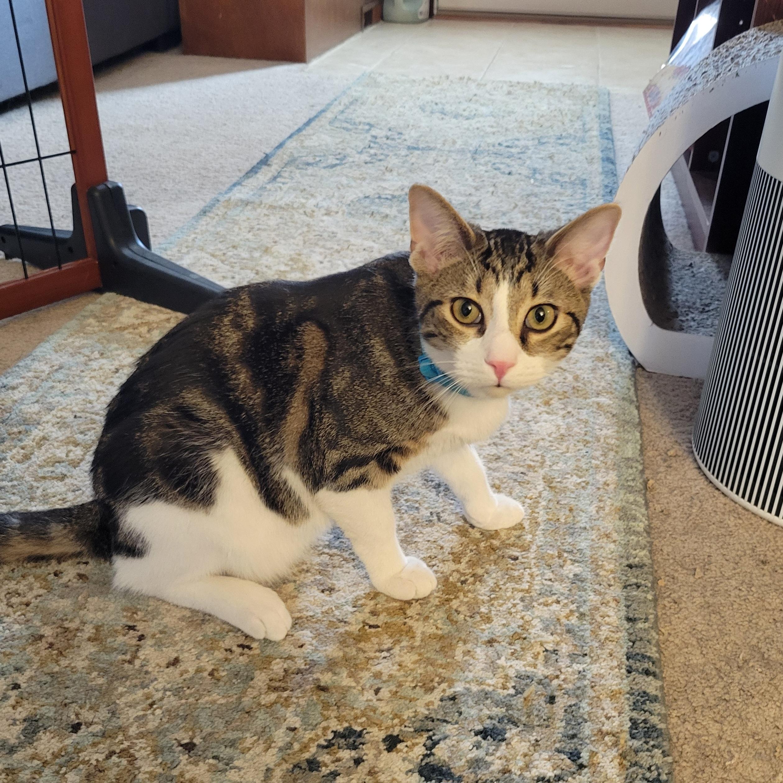 Enlarge Pom Poko, a Adoptable Domestic Short Hair in Walbridge, OH image 5/6