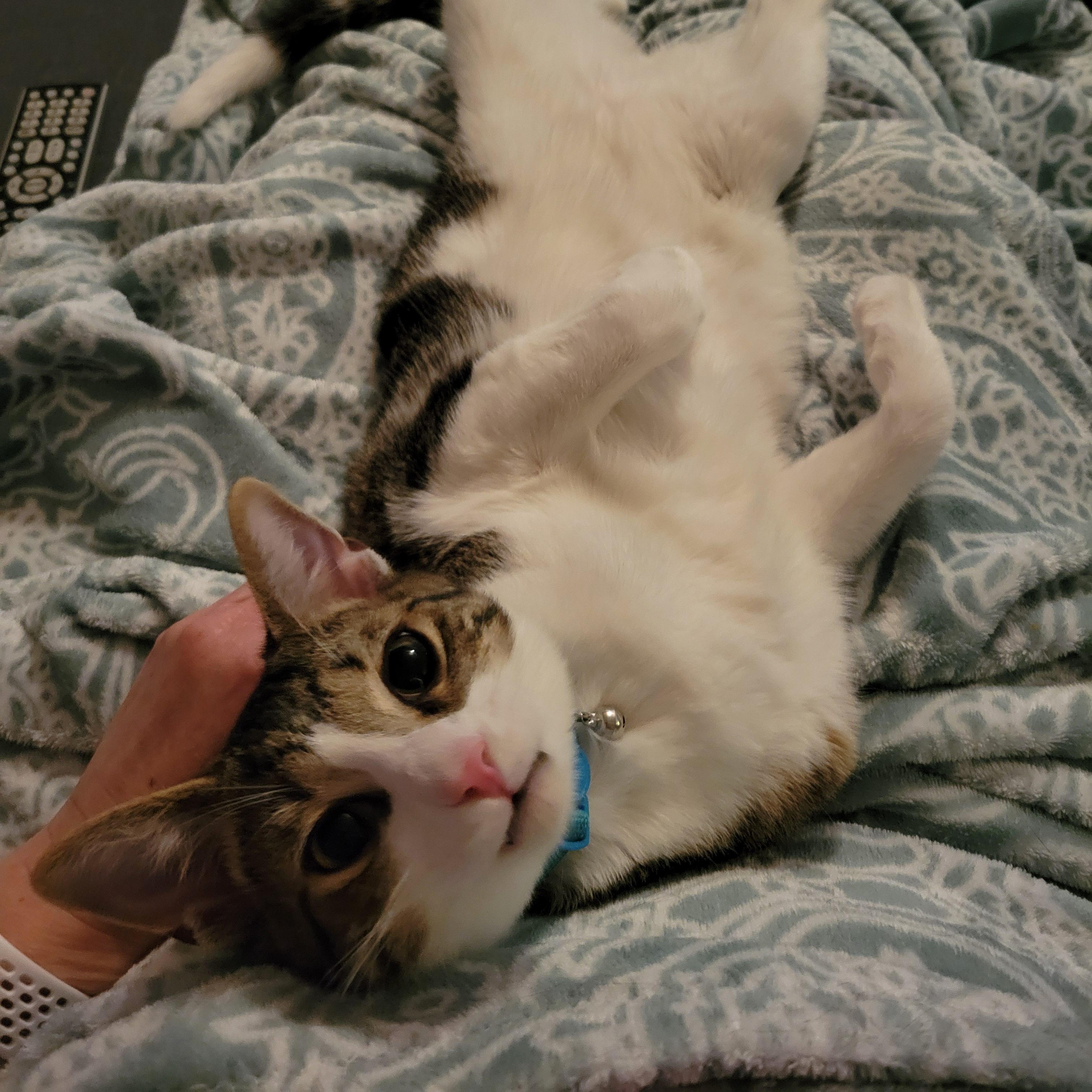 Enlarge Pom Poko, a Adoptable Domestic Short Hair in Walbridge, OH image 2/6