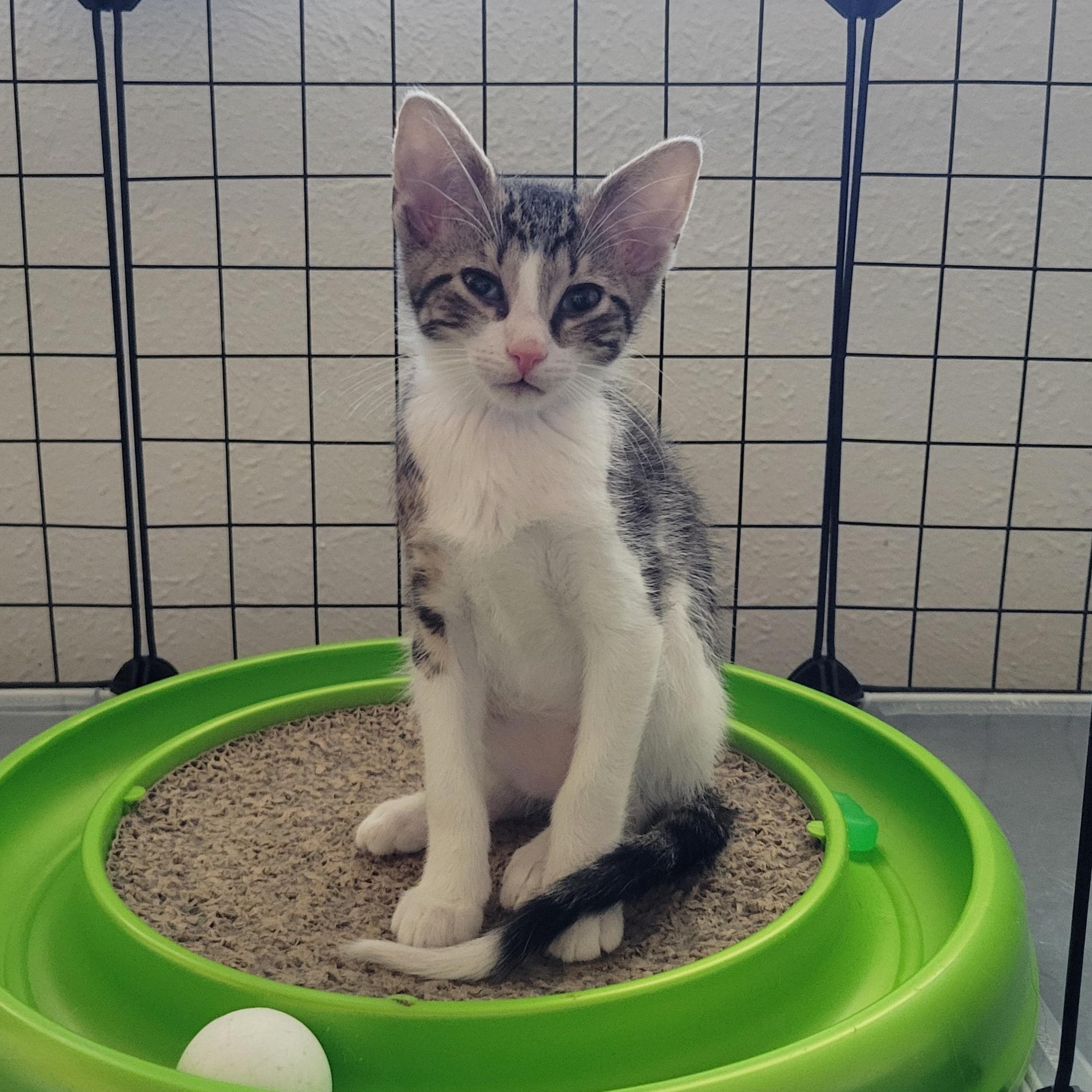 Pom Poko, a Adoptable Domestic Short Hair in Walbridge, OH image 2/5