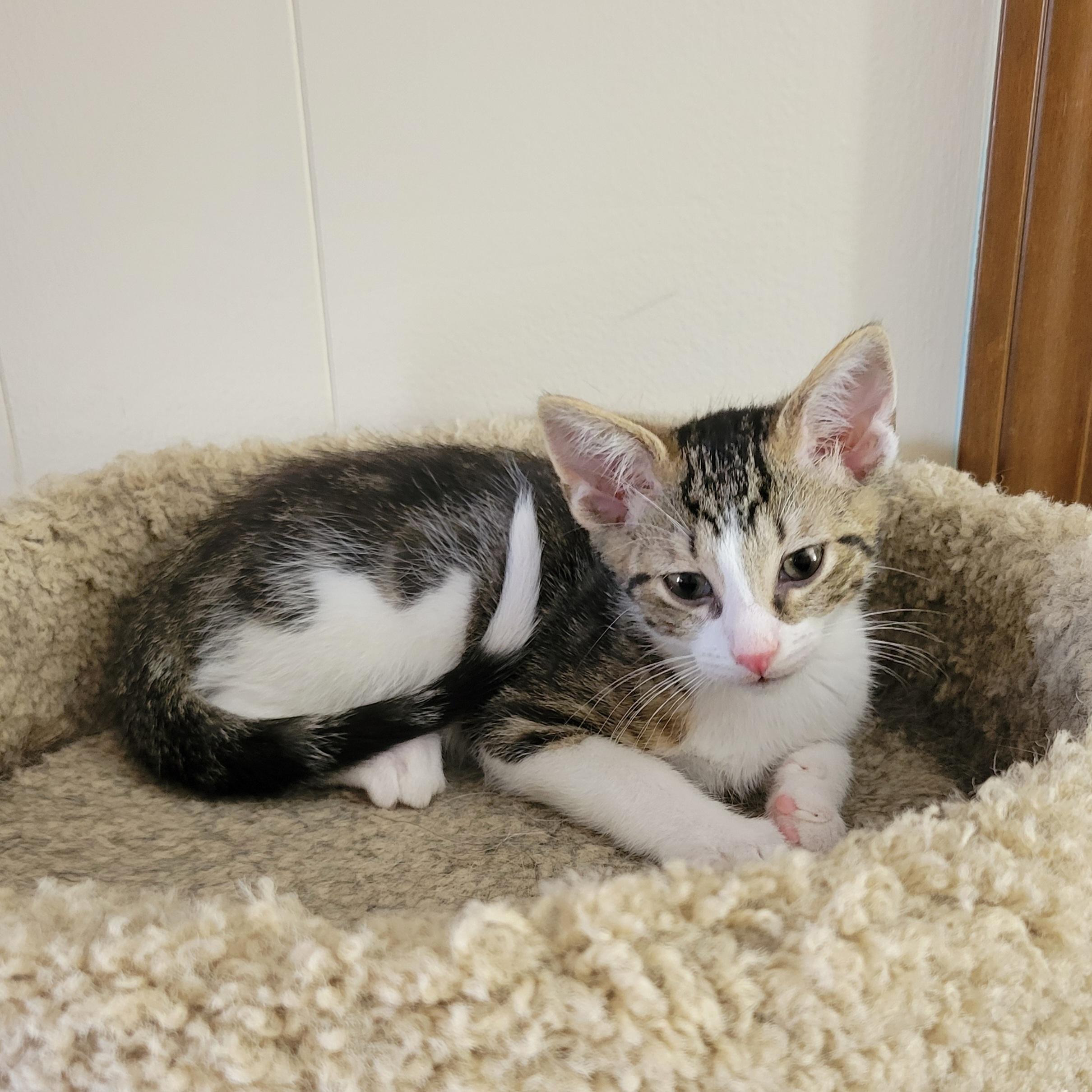 Pom Poko, a Adoptable Domestic Short Hair in Walbridge, OH image 5/5