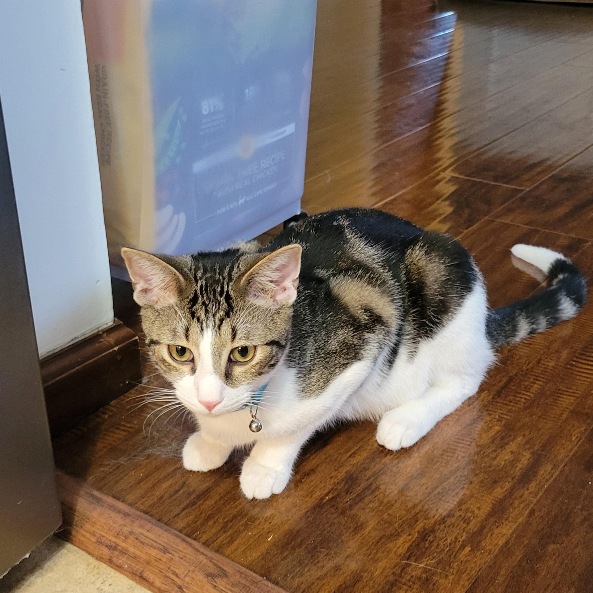 Enlarge Pom Poko, a Adoptable Domestic Short Hair in Walbridge, OH image 1/6