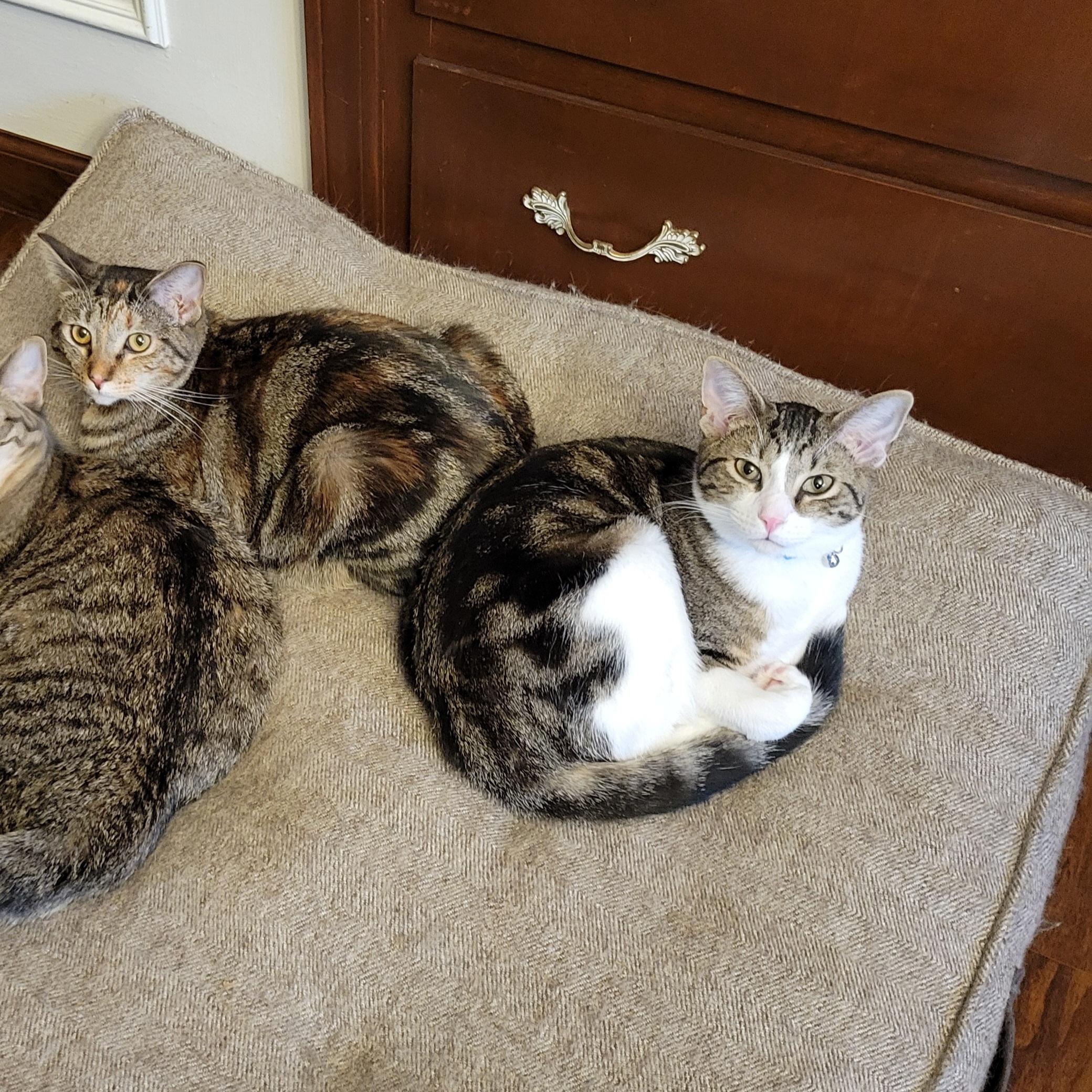 Enlarge Pom Poko, a Adoptable Domestic Short Hair in Walbridge, OH image 4/6