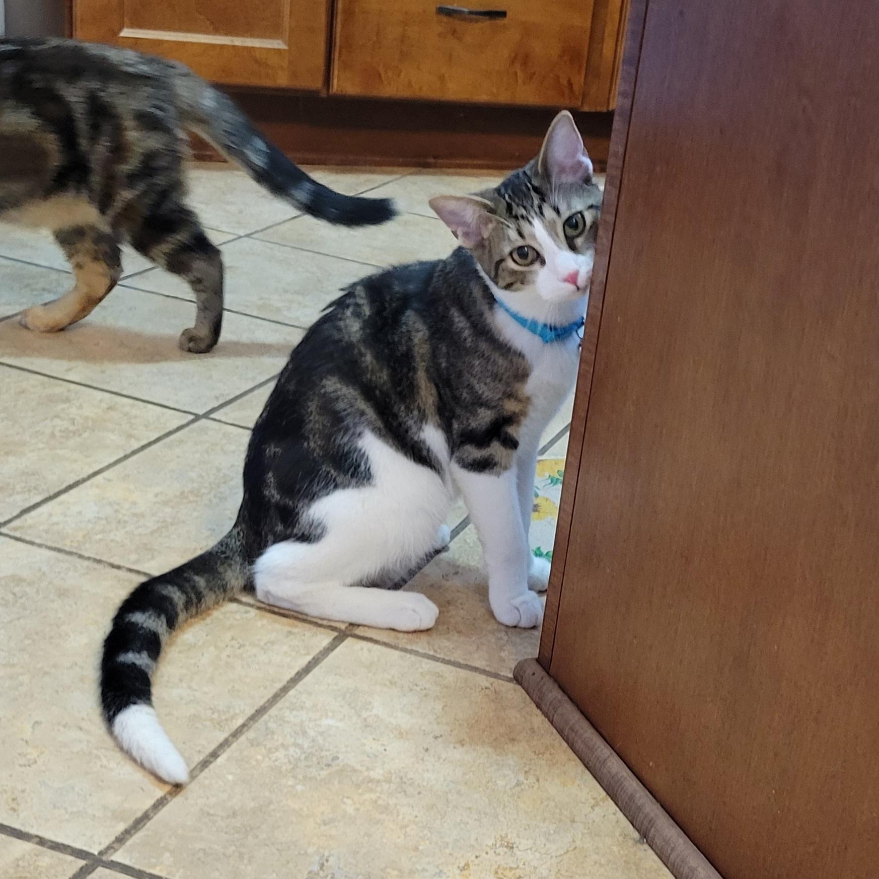 Enlarge Pom Poko, a Adoptable Domestic Short Hair in Walbridge, OH image 4/6