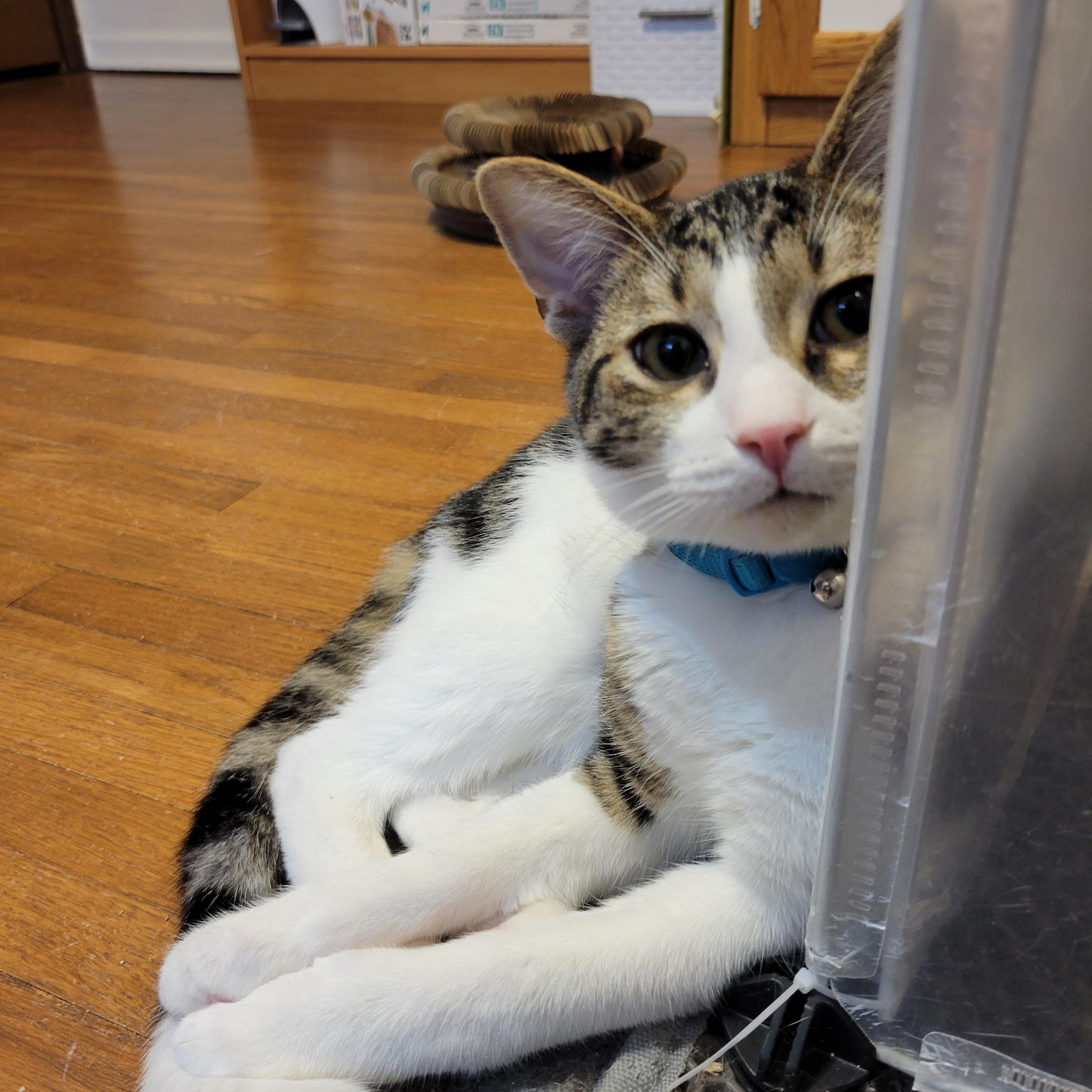 Enlarge Pom Poko, a Adoptable Domestic Short Hair in Walbridge, OH image 6/6