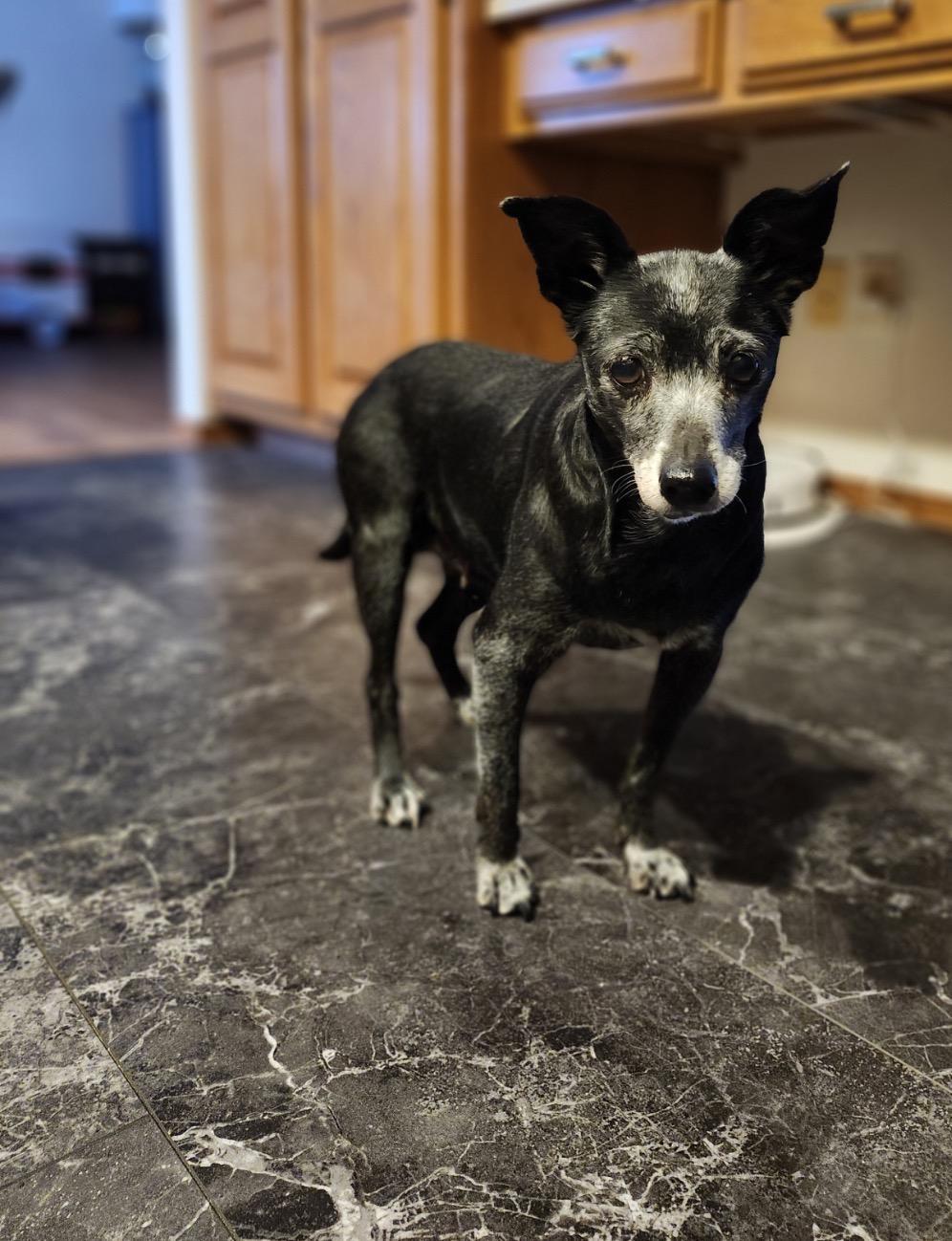 Ada, an adopted Chihuahua in Whitewater, WI image 2/6