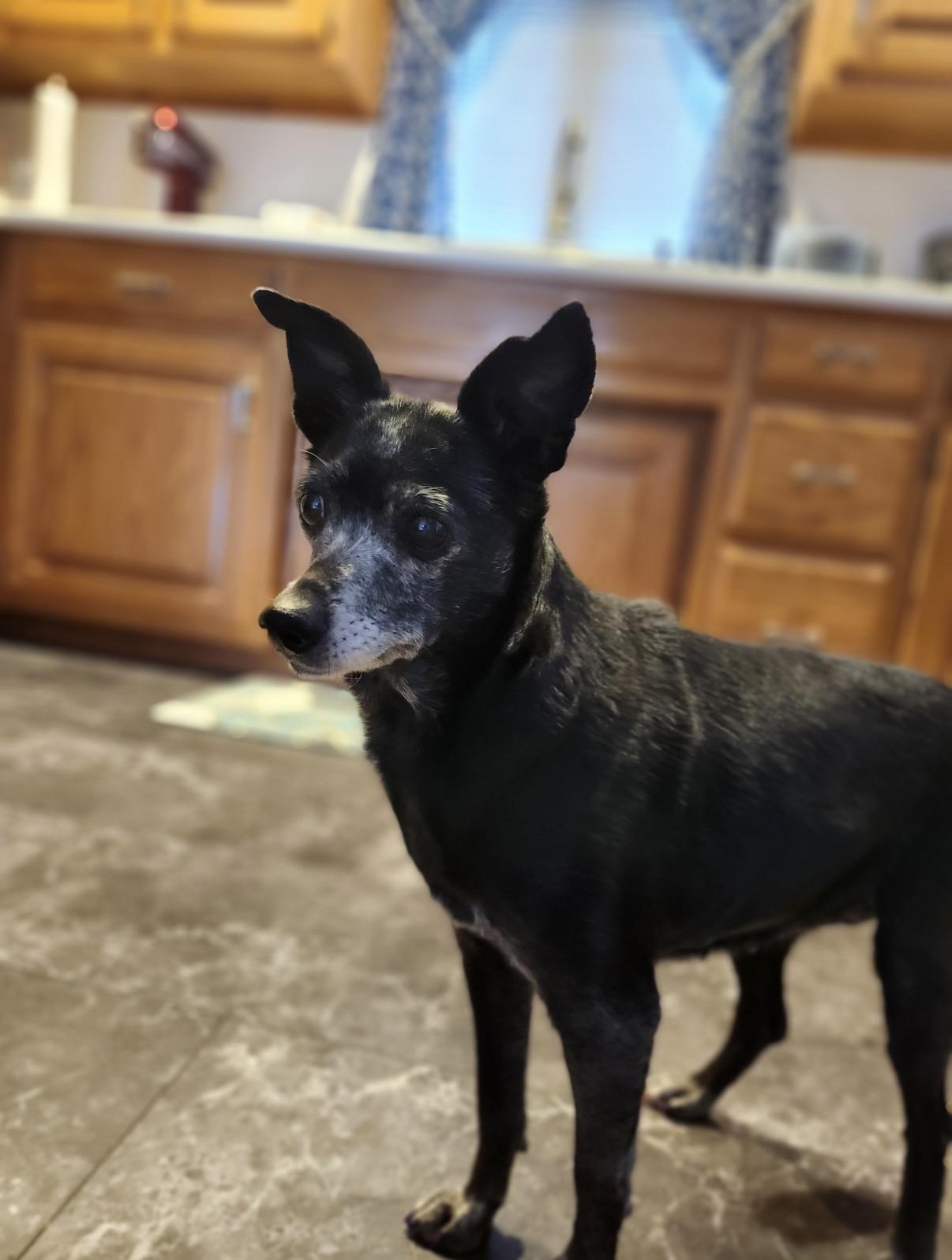 Ada, an adopted Chihuahua in Whitewater, WI image 3/6