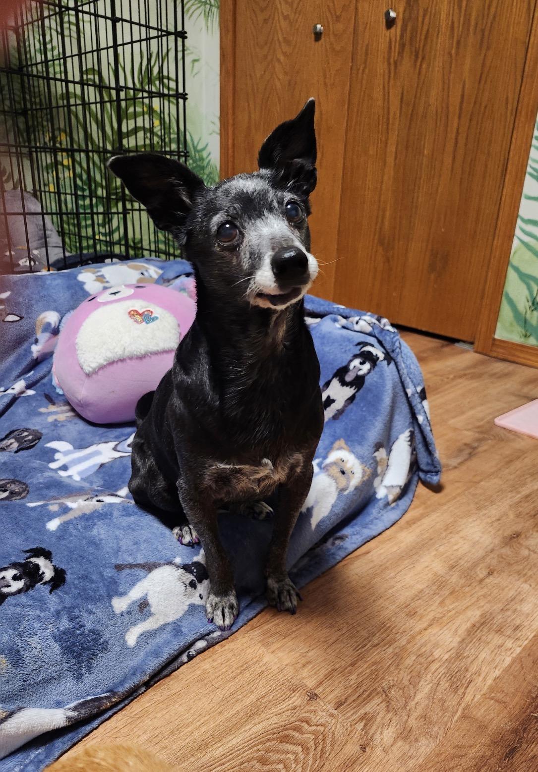 Ada, adopted, Senior Female Chihuahua.