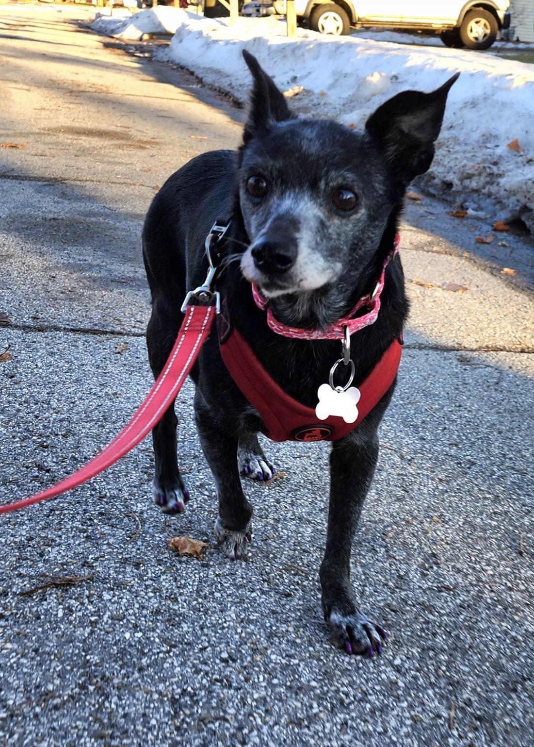 Ada, an adopted Chihuahua in Whitewater, WI image 4/6