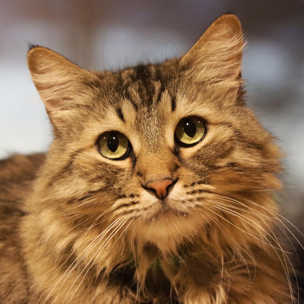 Enlarge Blankie, a Adoptable Domestic Long Hair in Tucson, AZ image 1/6