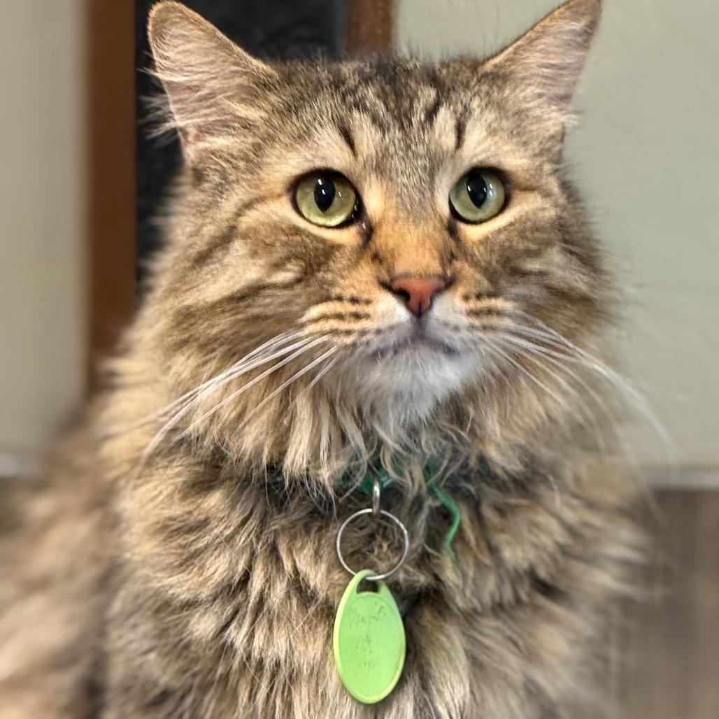 Enlarge Blankie, a Adoptable Domestic Long Hair in Tucson, AZ image 2/6