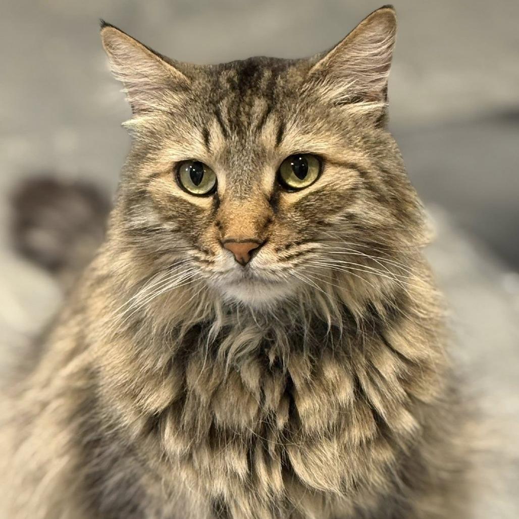 Enlarge Blankie, a Adoptable Domestic Long Hair in Tucson, AZ image 3/6