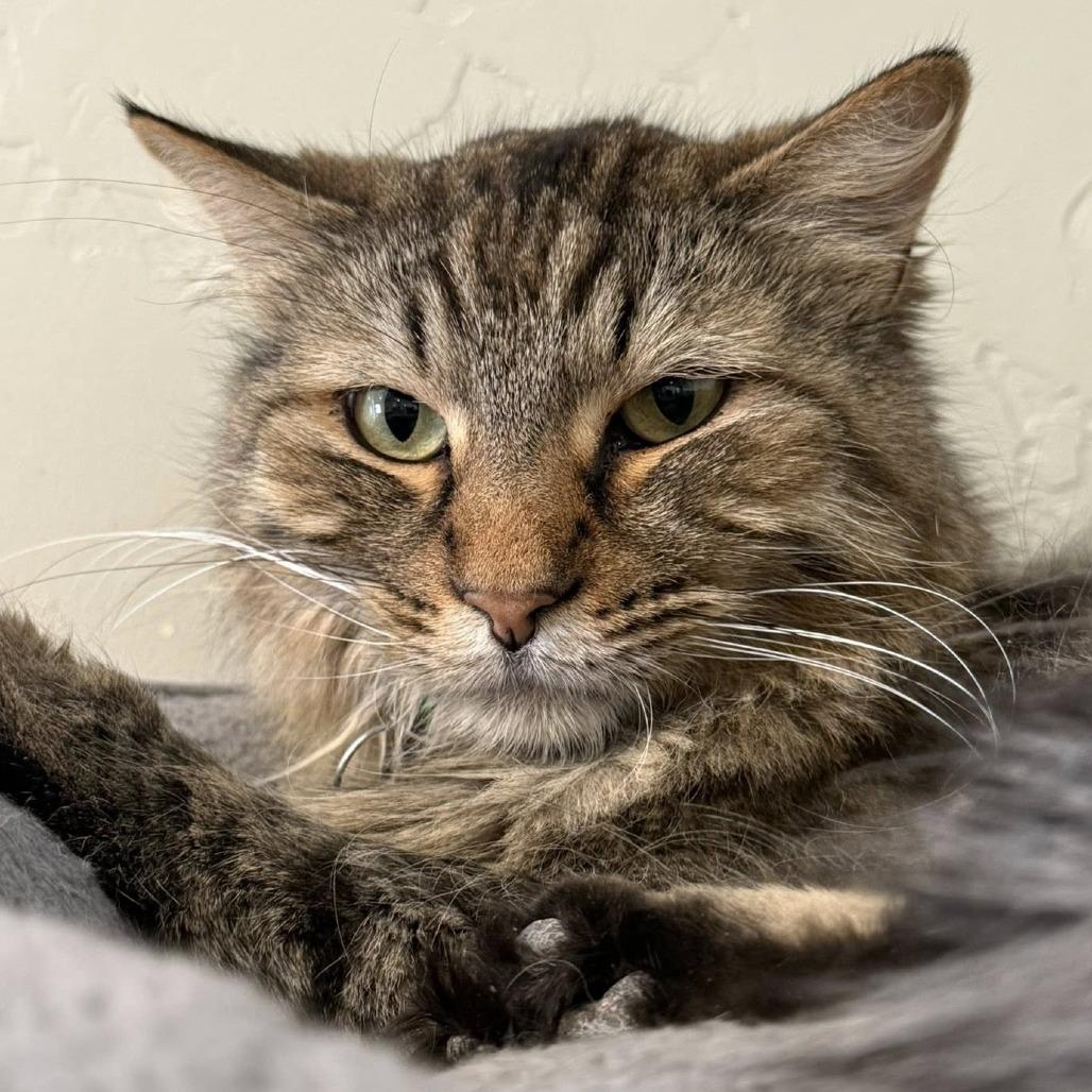 Enlarge Blankie, a Adoptable Domestic Long Hair in Tucson, AZ image 4/6
