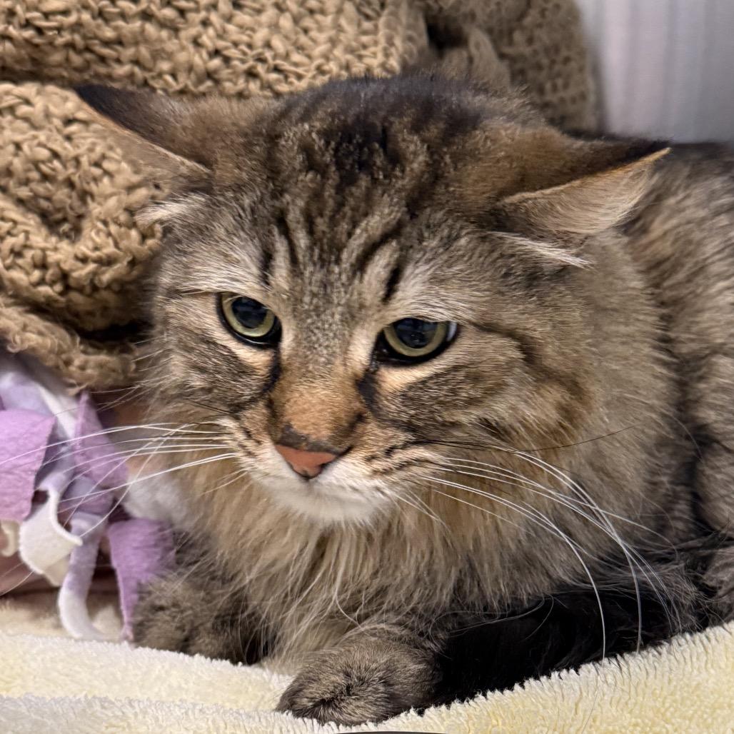 Enlarge Blankie, a Adoptable Domestic Long Hair in Tucson, AZ image 5/6