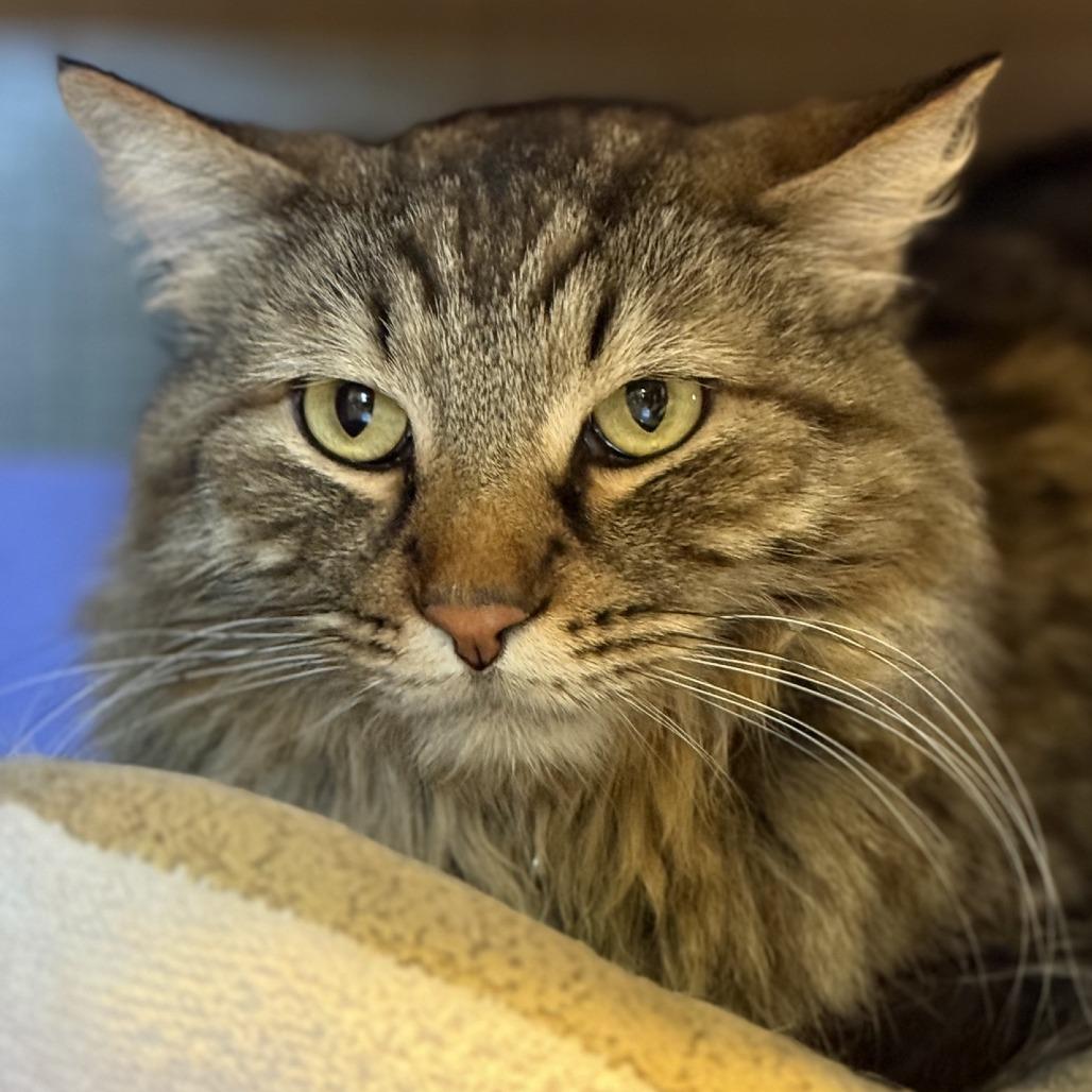 Enlarge Blankie, a Adoptable Domestic Long Hair in Tucson, AZ image 6/6