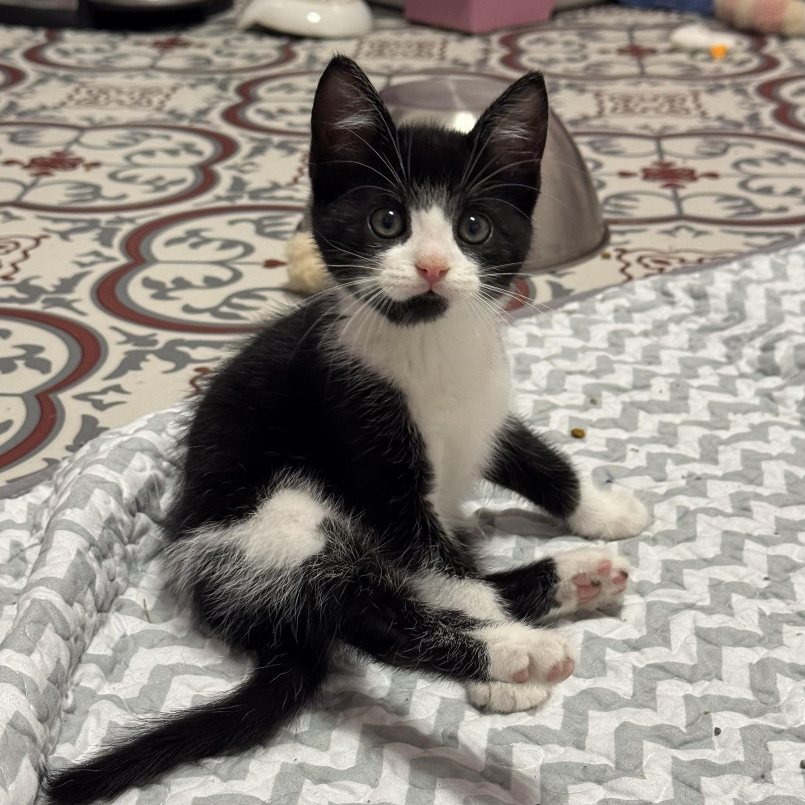 Enlarge Pine, a Adopted Domestic Short Hair in Morris, MN image 2/5