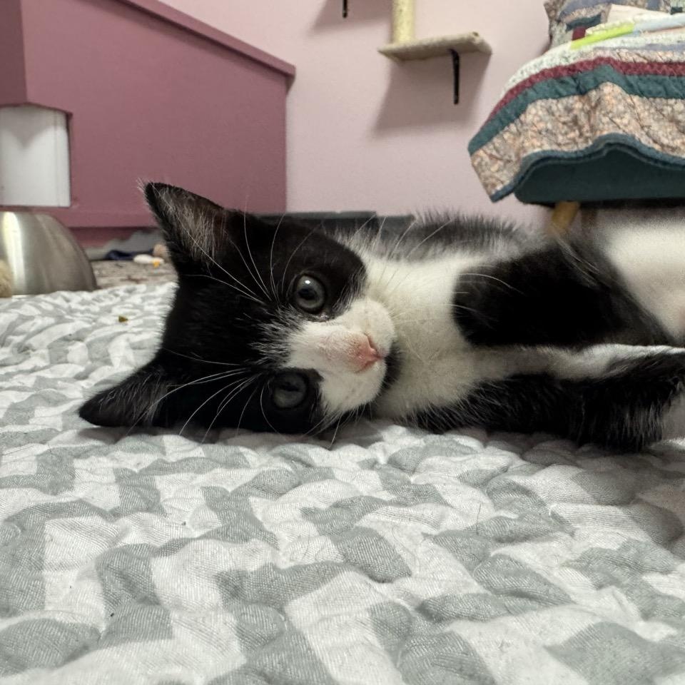 Enlarge Pine, a Adopted Domestic Short Hair in Morris, MN image 3/5