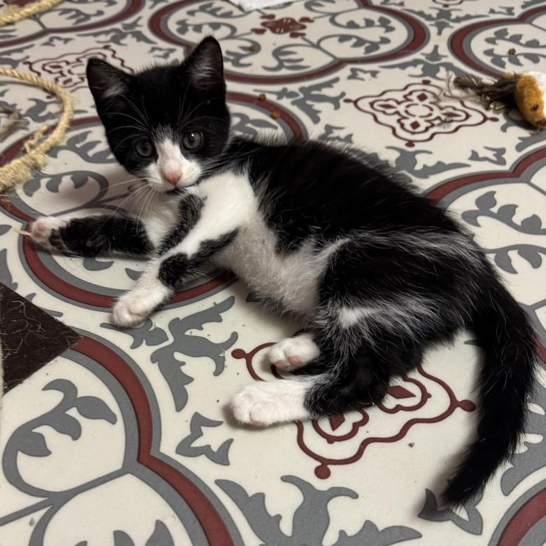 Enlarge Pine, a Adopted Domestic Short Hair in Morris, MN image 5/5