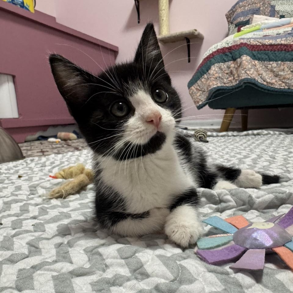 Enlarge Pine, a Adopted Domestic Short Hair in Morris, MN image 1/5