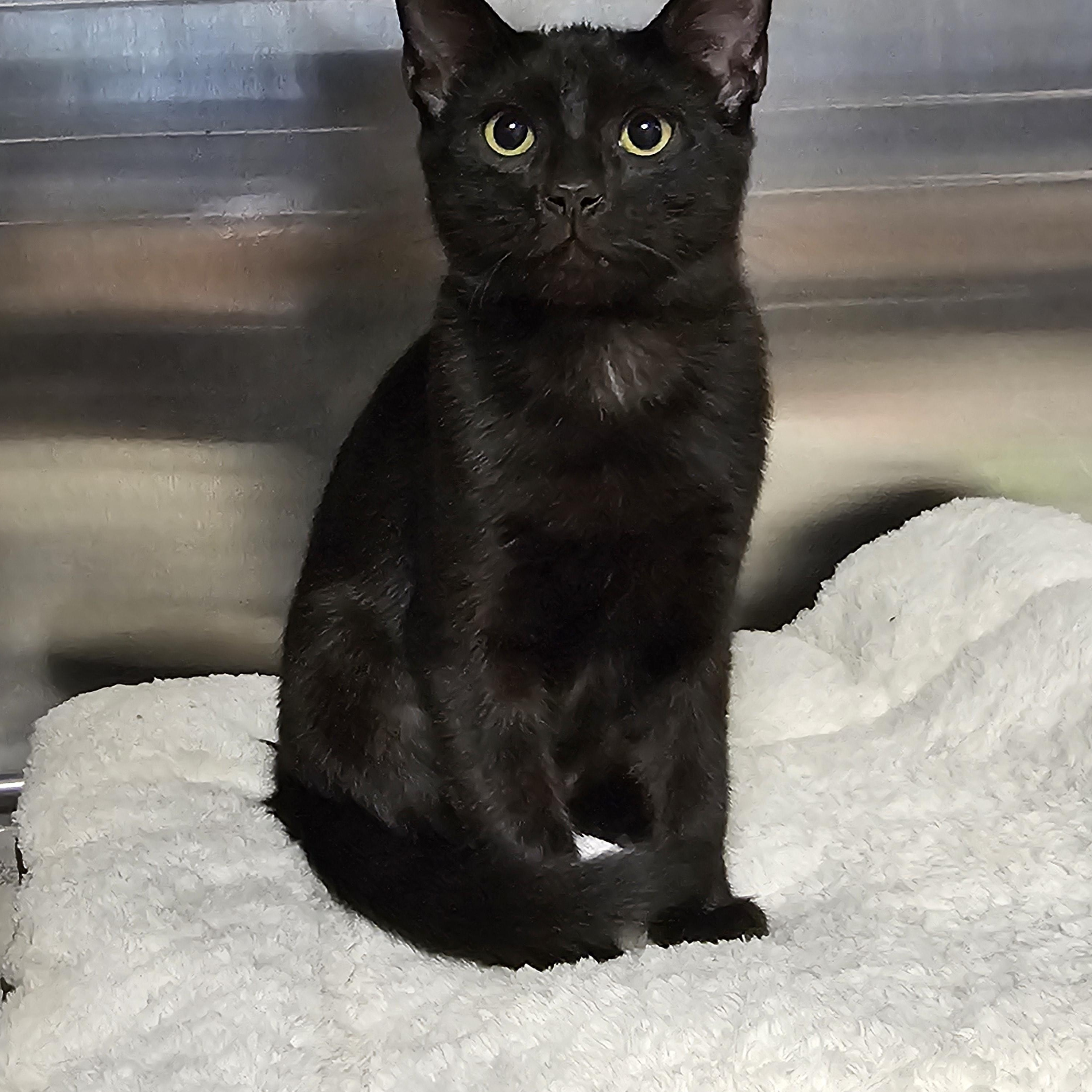 Enlarge Angel, a Adoptable Domestic Short Hair in Stratford, CT image 2/2